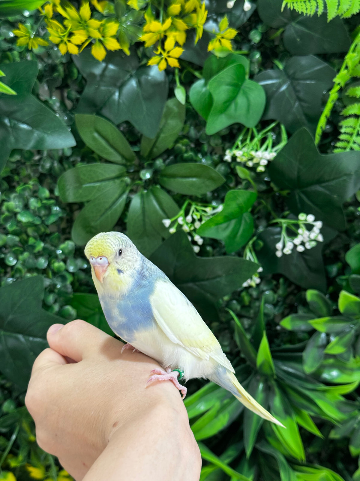 Handraised Budgie