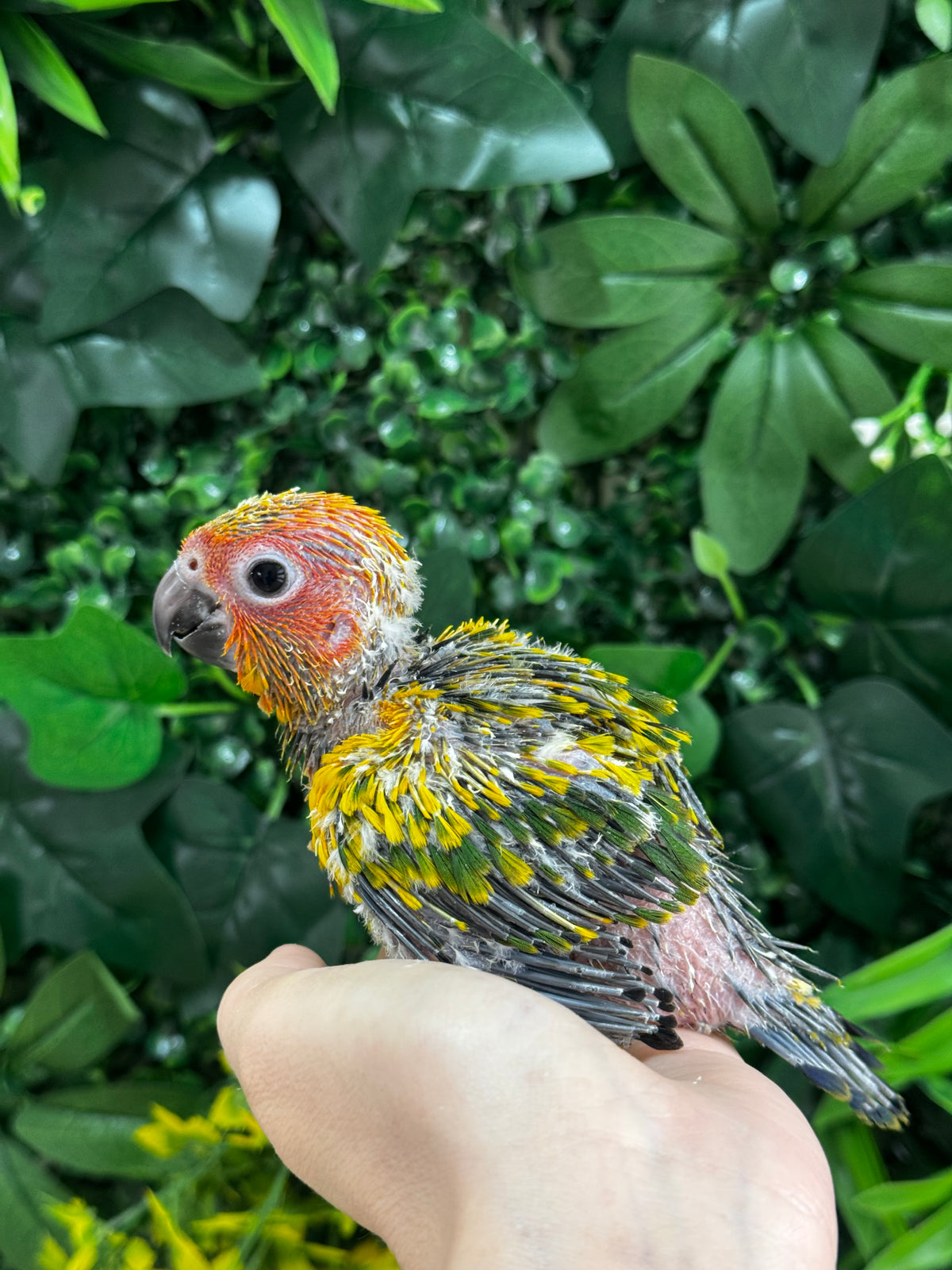 Handraised Sun Conure