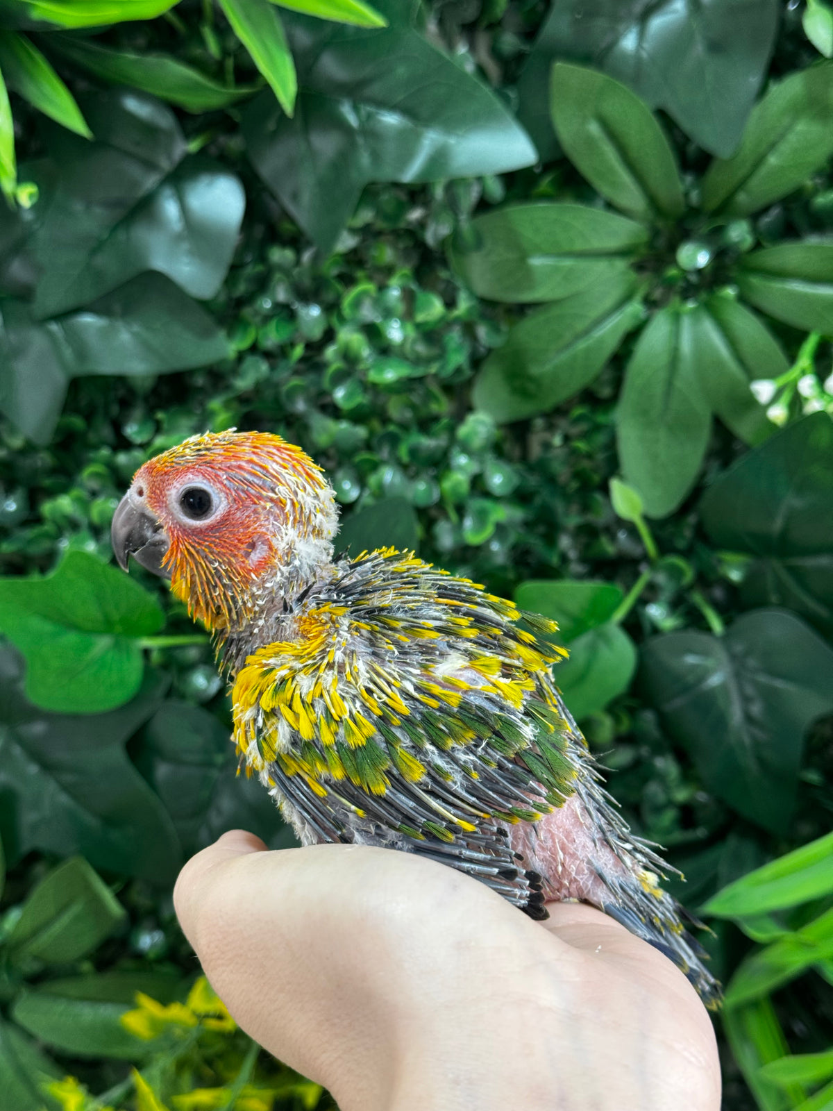 Handraised Sun Conure
