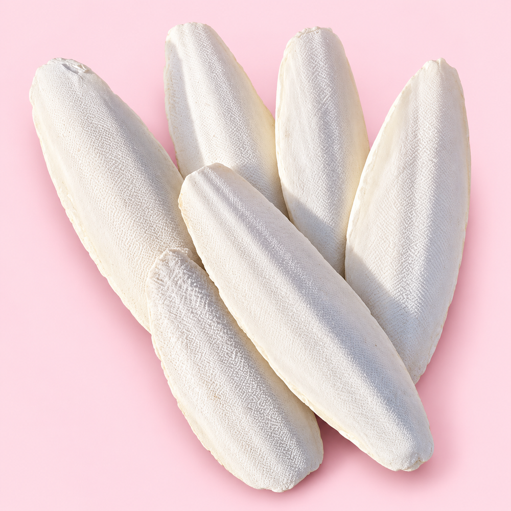 Cuttle Bone