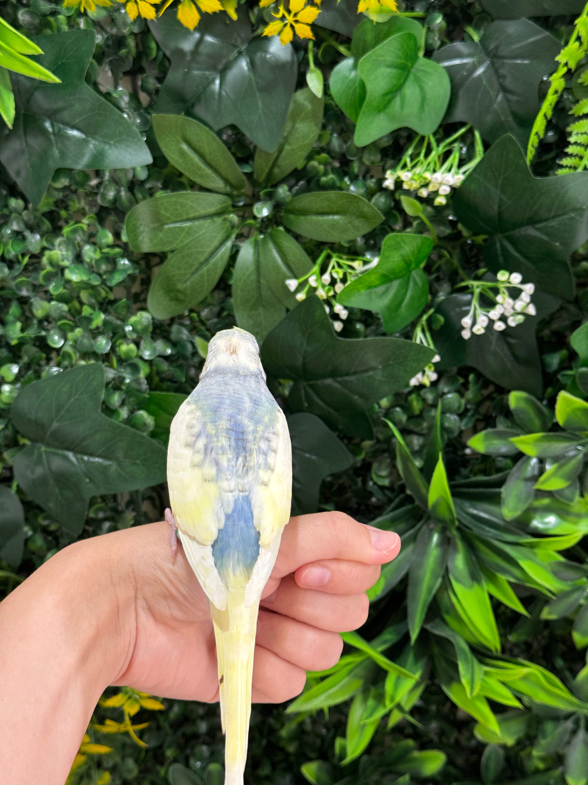 Handraised Budgie