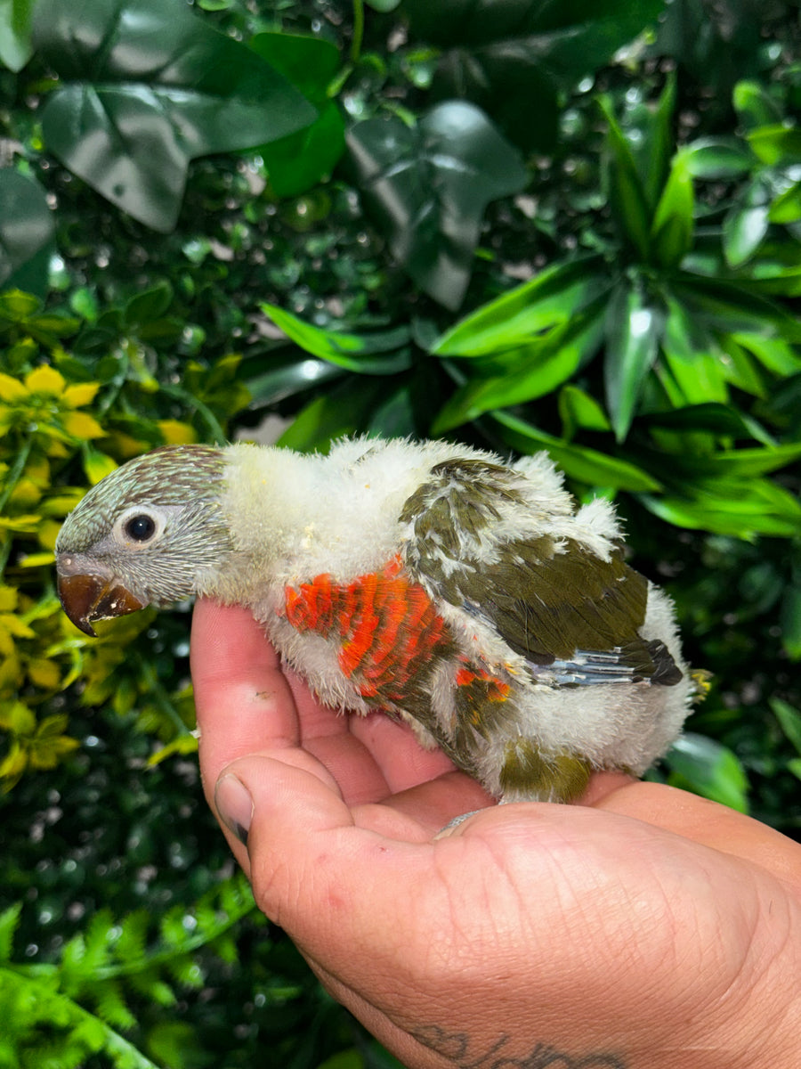 Handraised Lorikeet