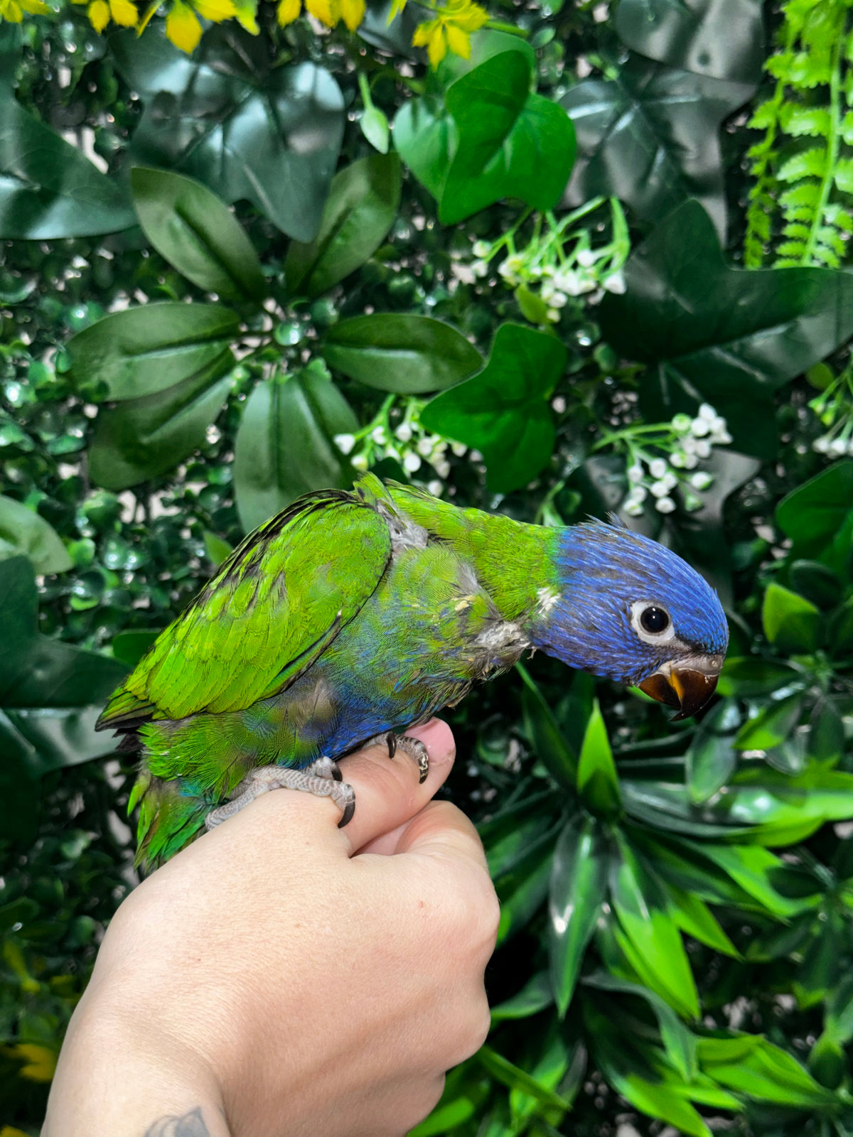 Handraised Lorikeet