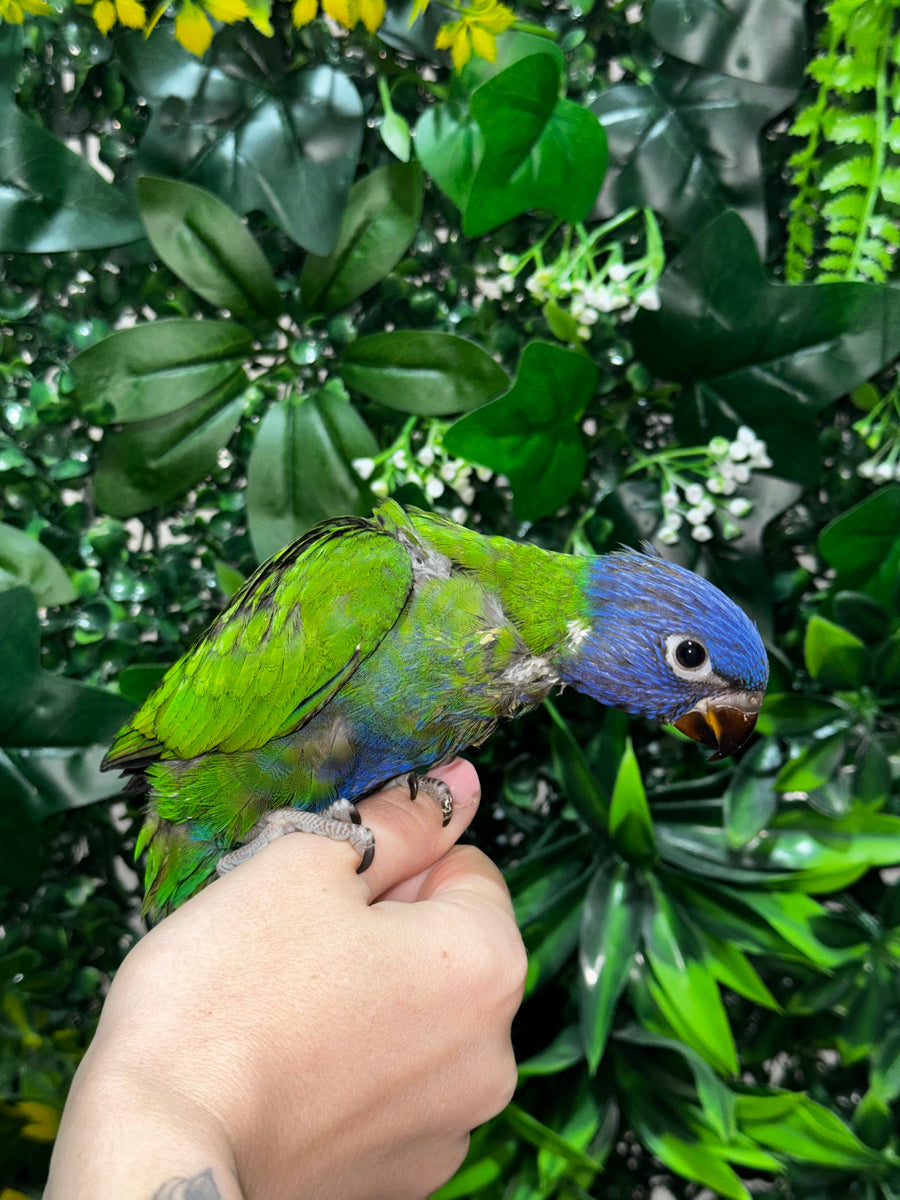 Handraised Lorikeet
