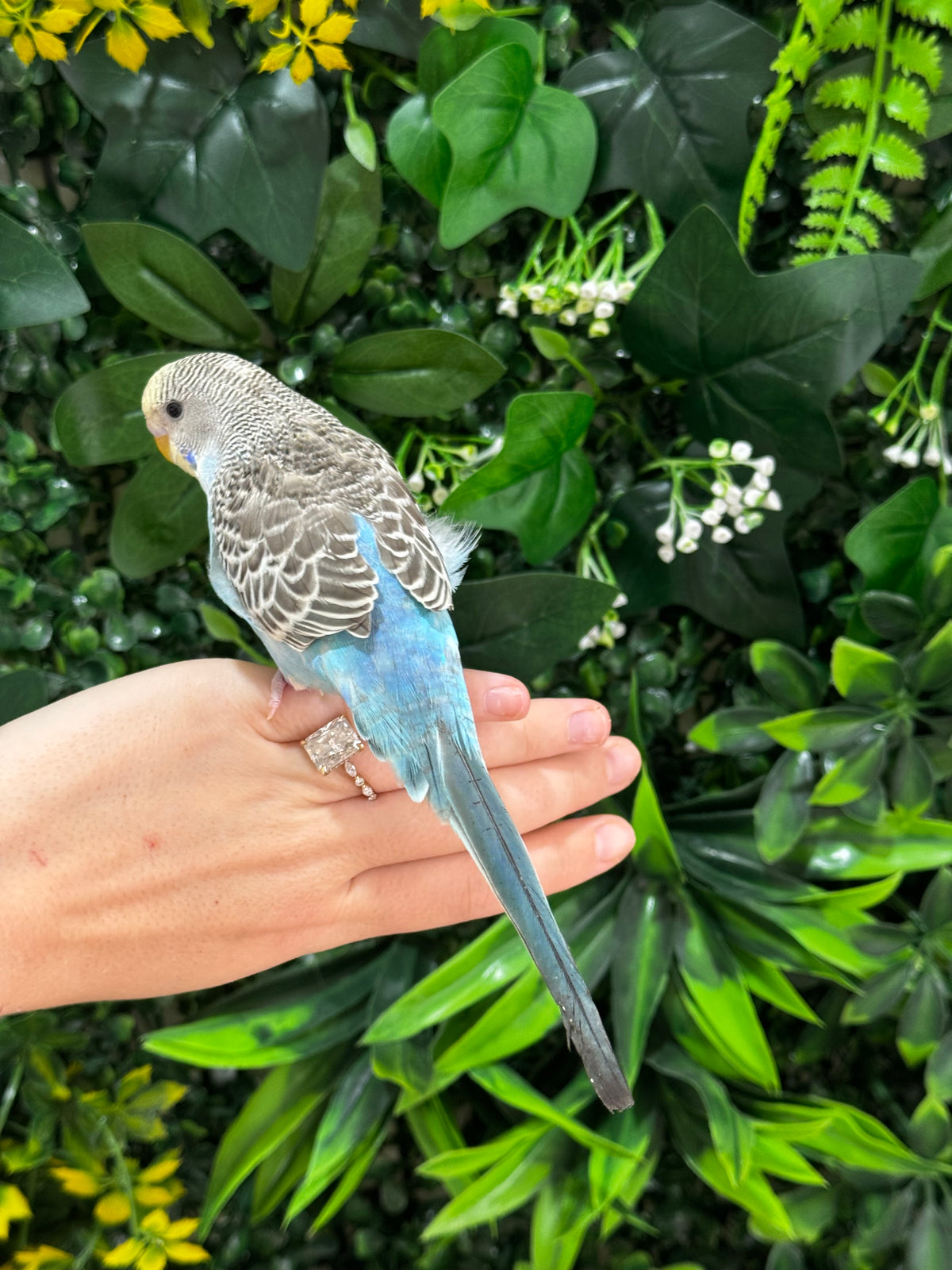 Handraised Budgie