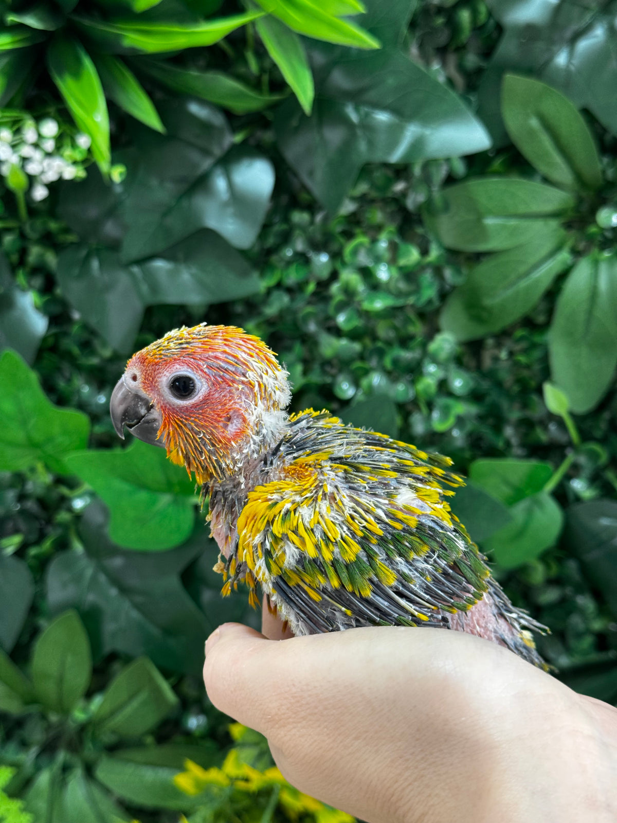 Handraised Sun Conure