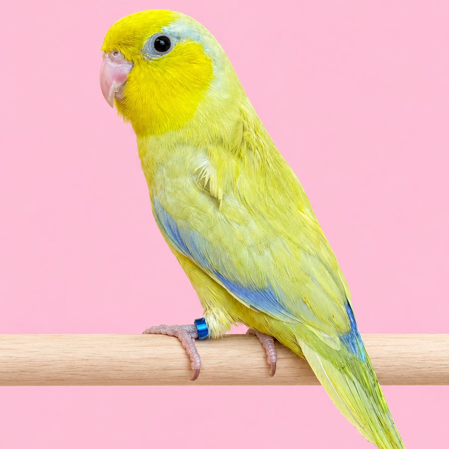 Parrotlets