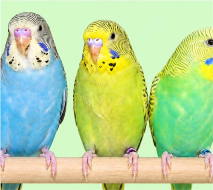 Budgies