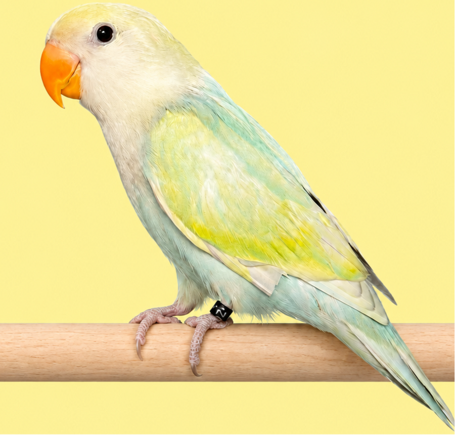 Lovebirds