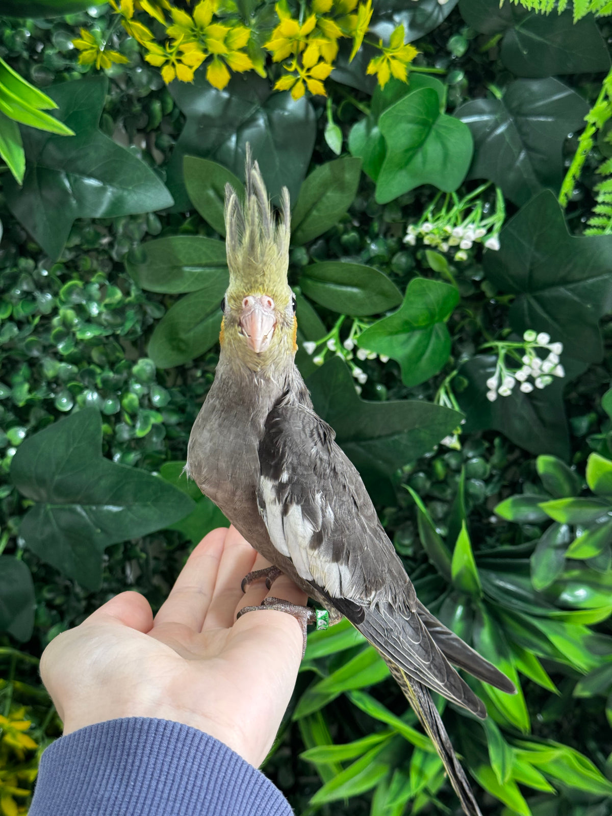 Handraised Cockatiel