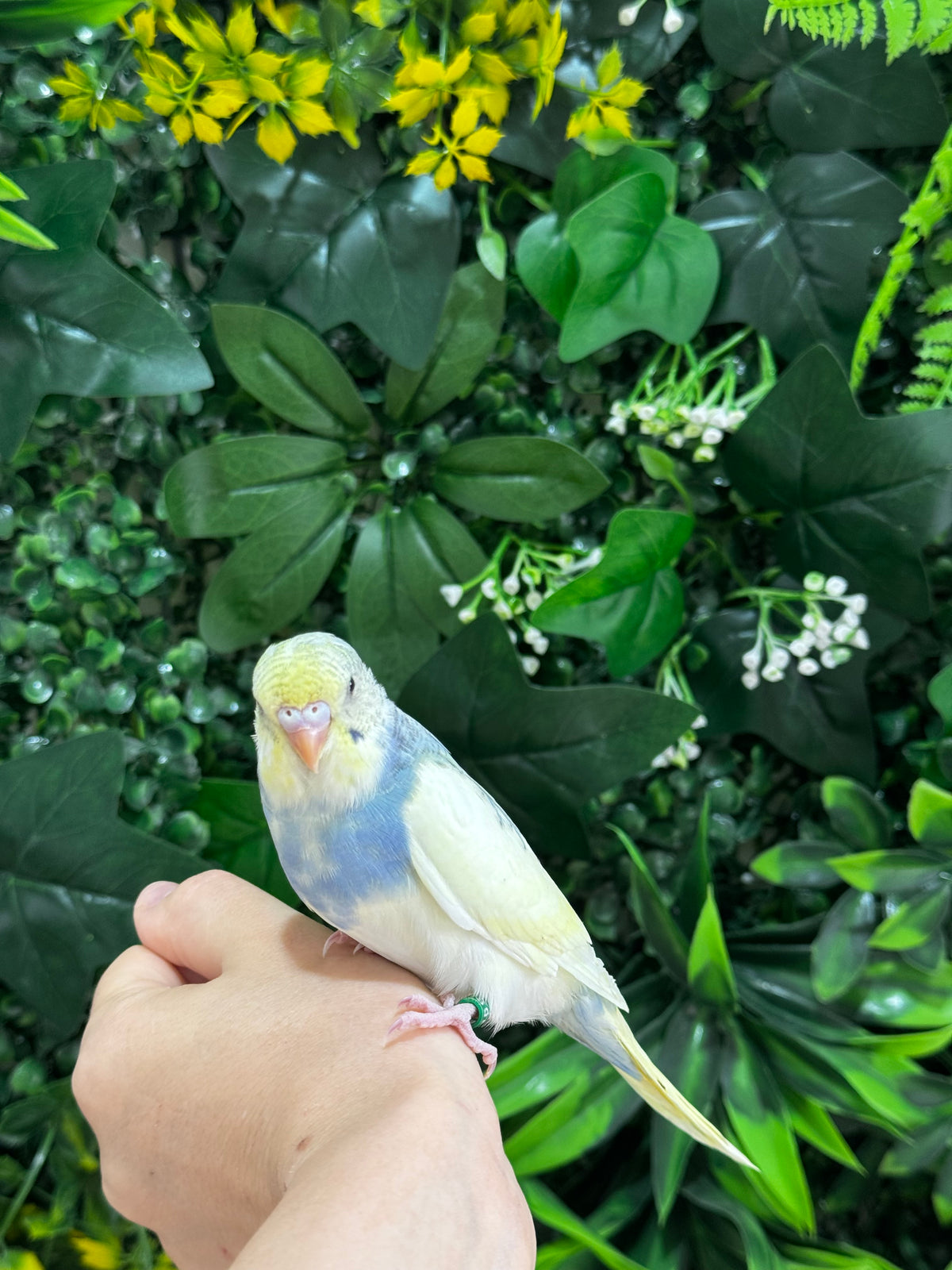 Handraised Budgie