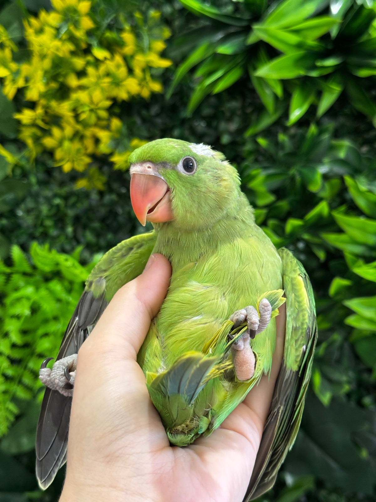 Handraised Alexandrine