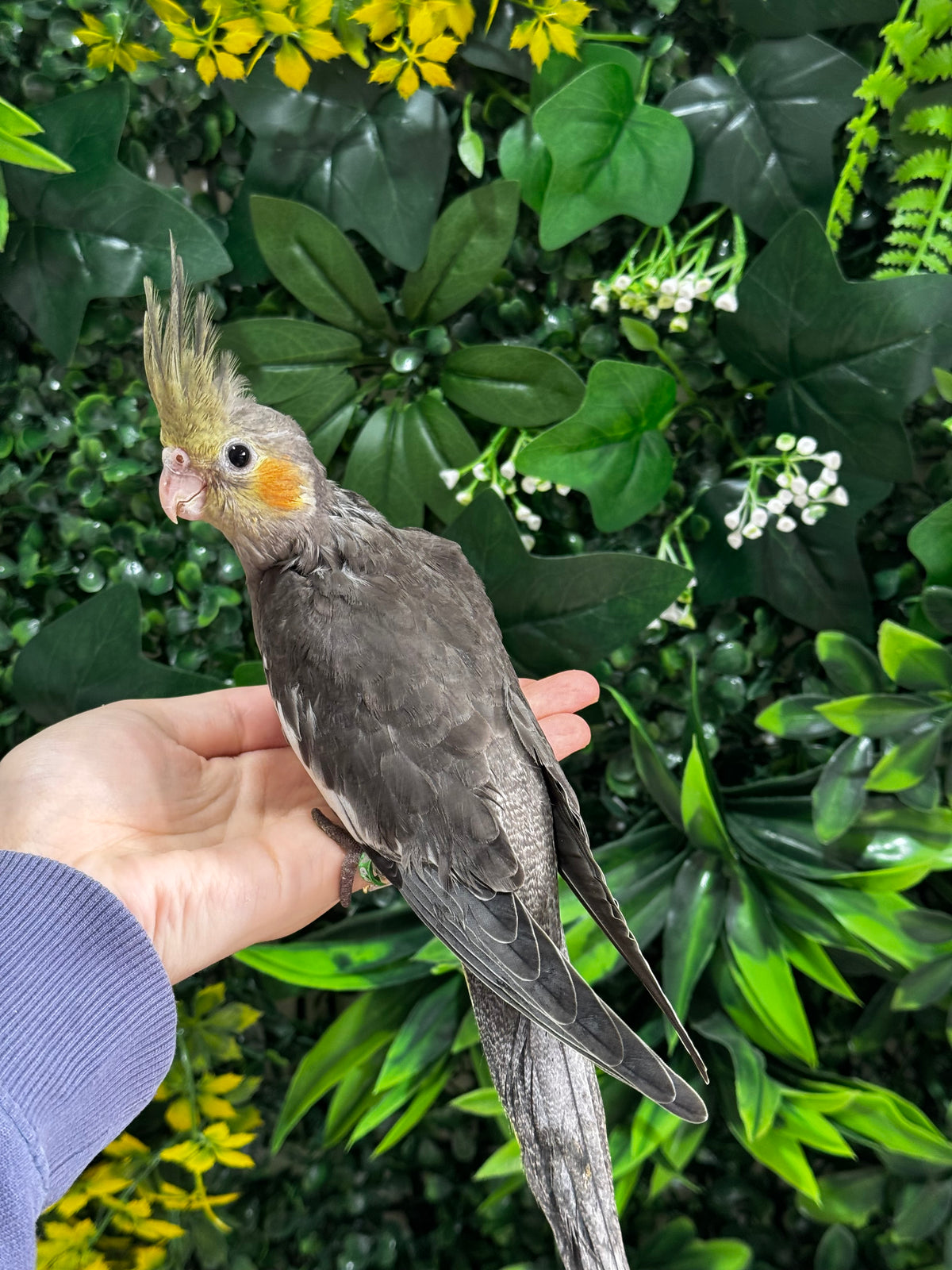 Handraised Cockatiel