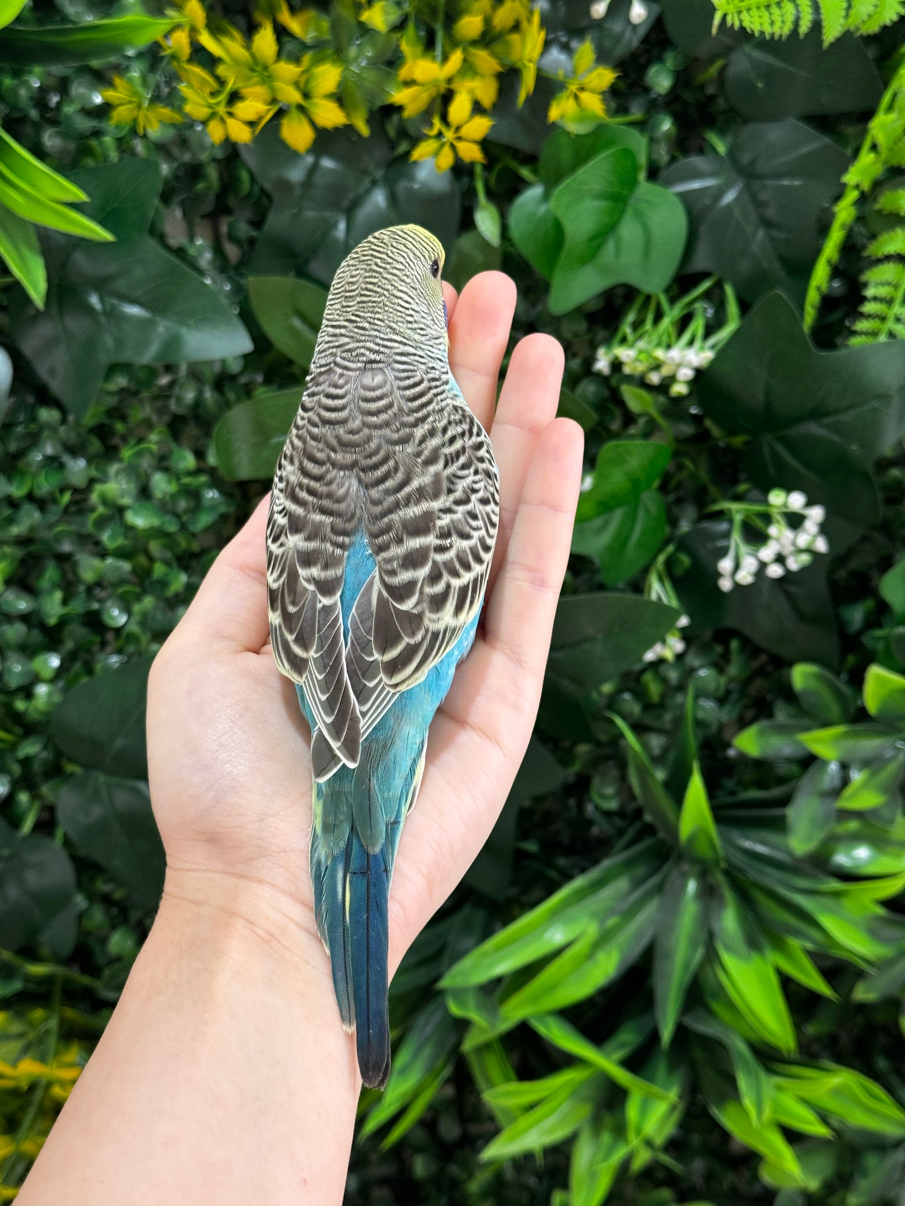 Handraised Budgie