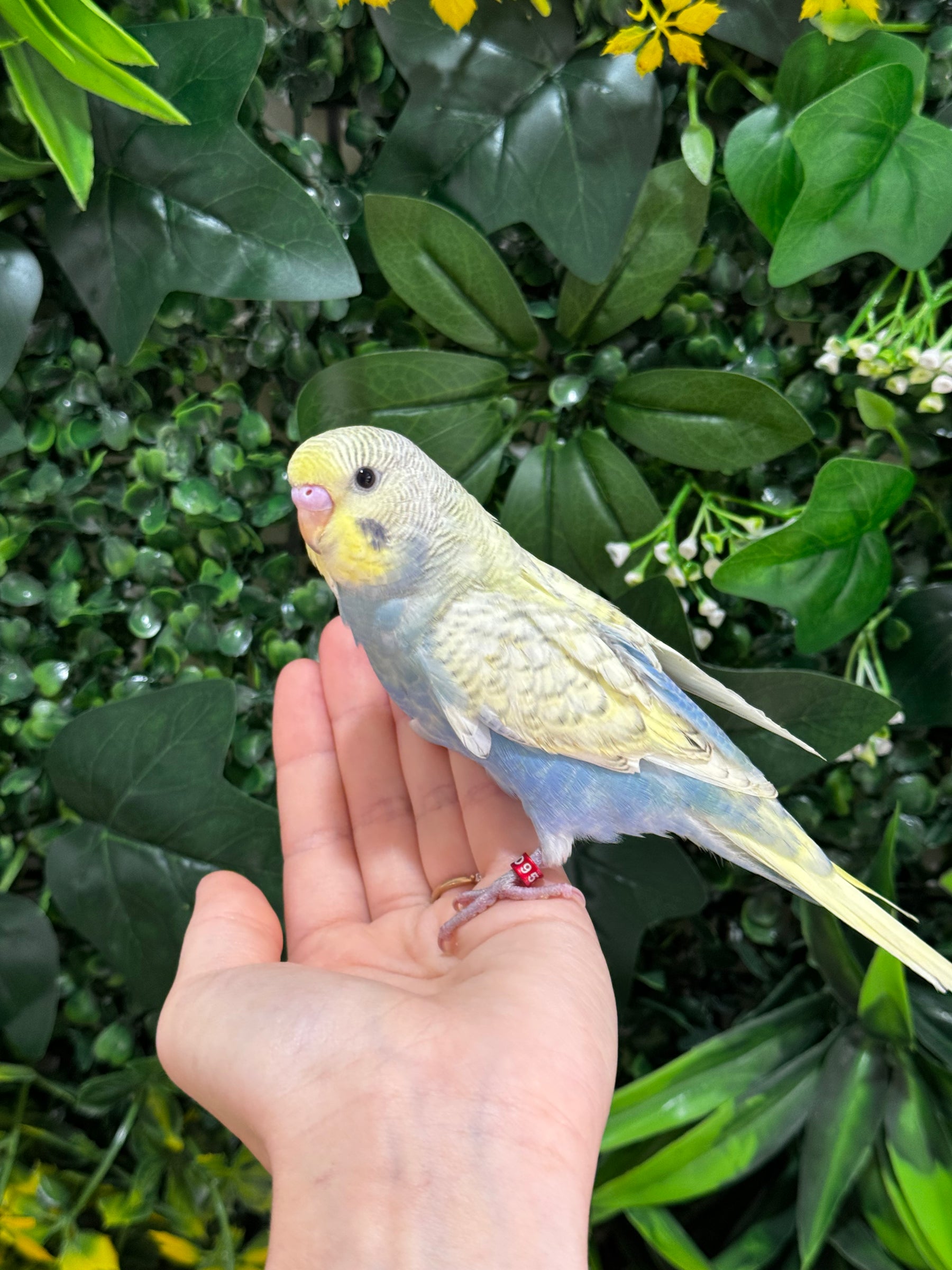 Handraised Budgie
