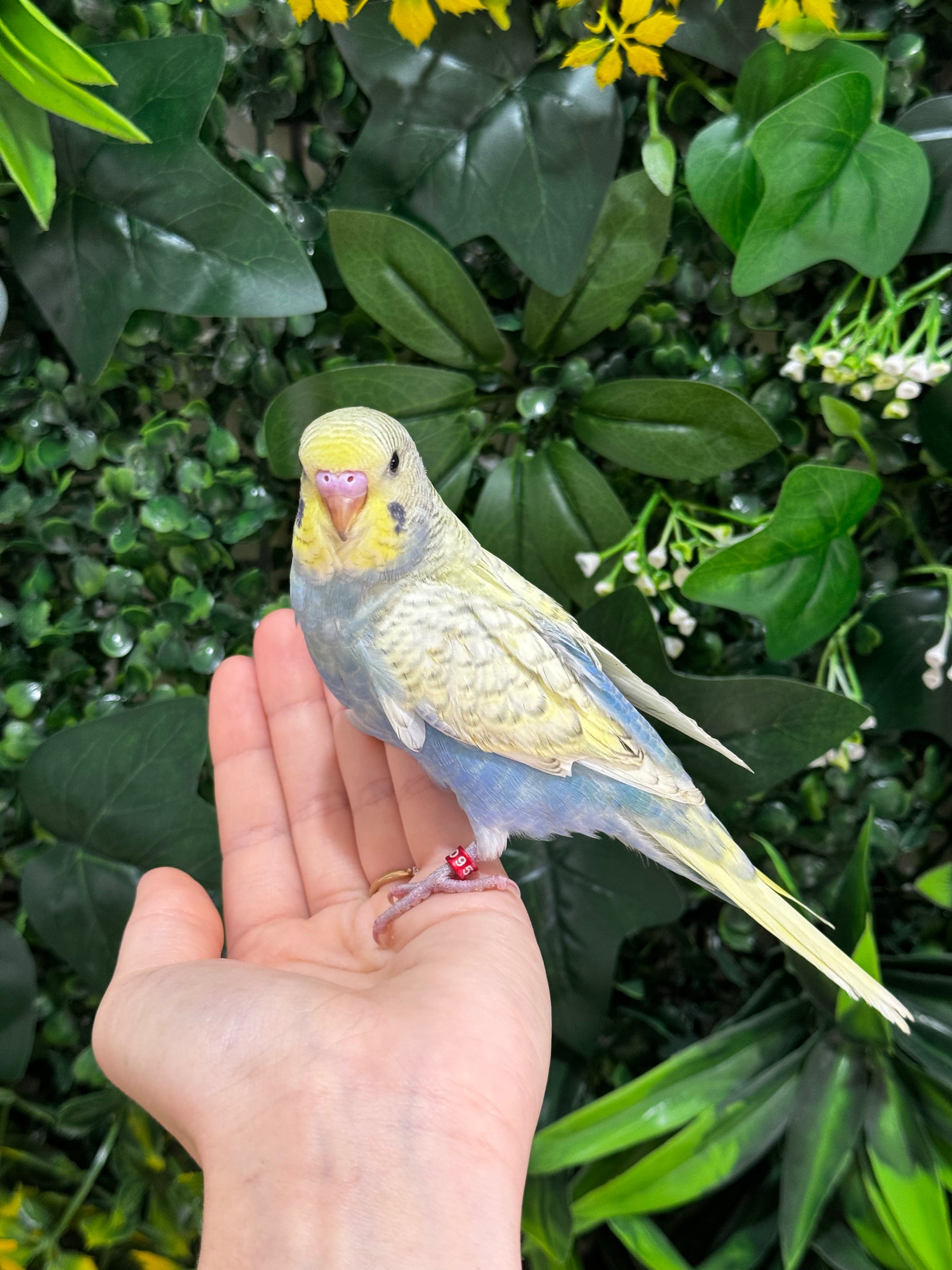 Handraised Budgie