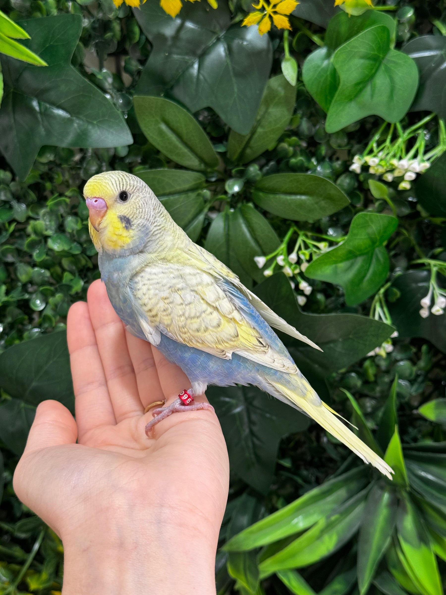 Handraised Budgie