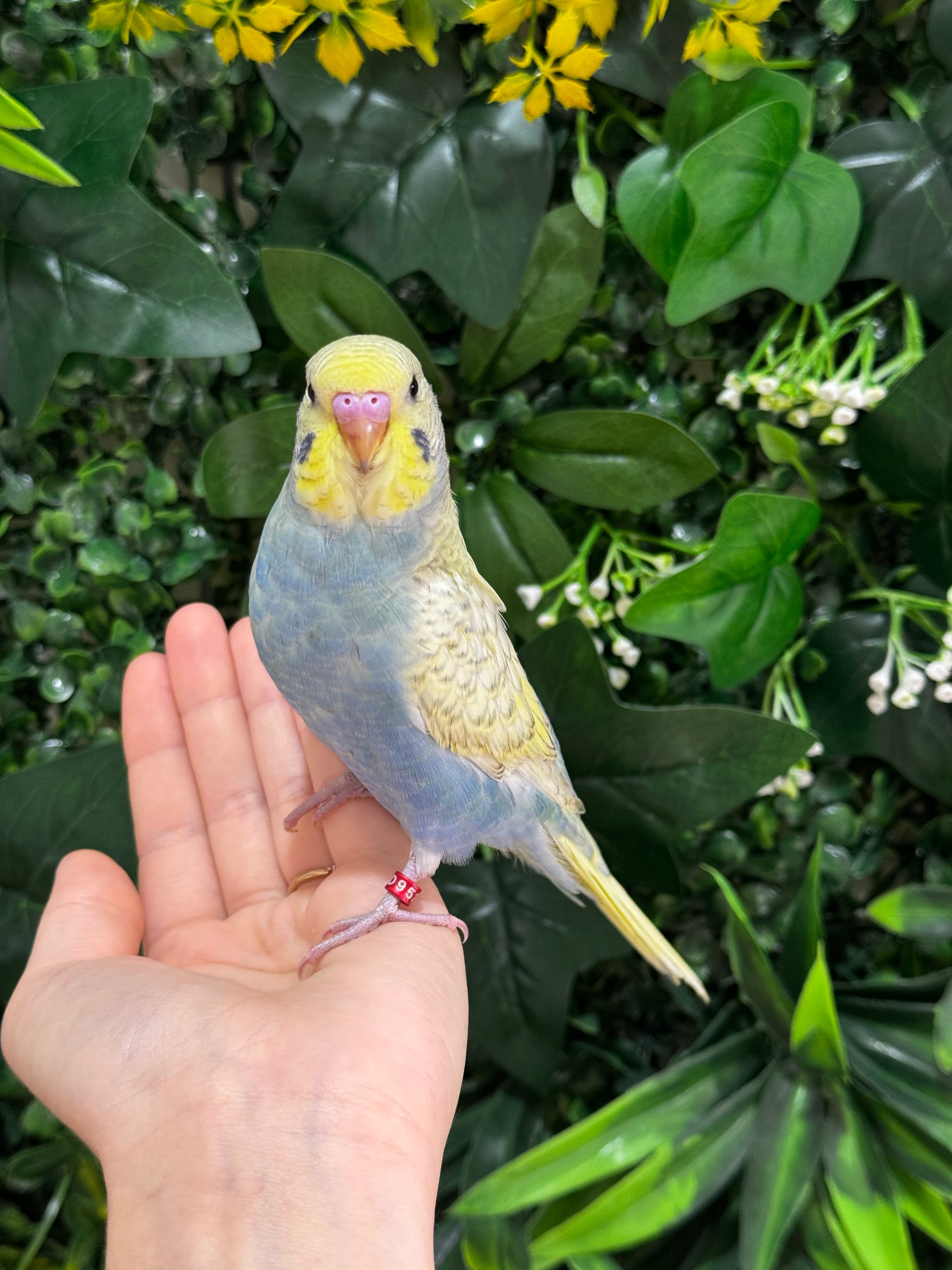 Handraised Budgie