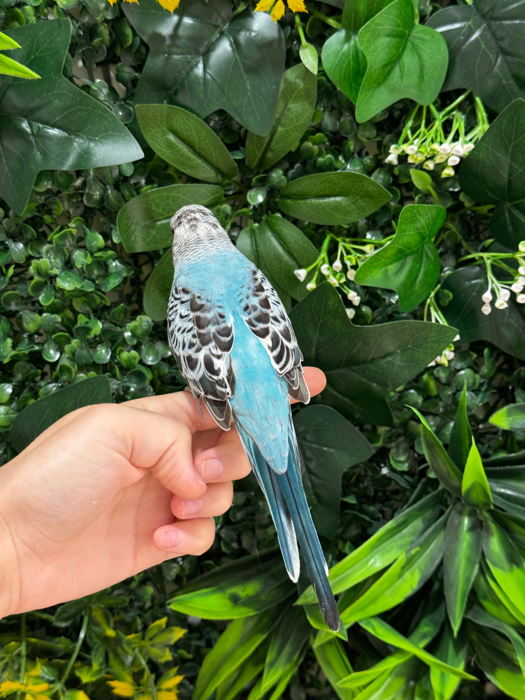 Handraised Budgie