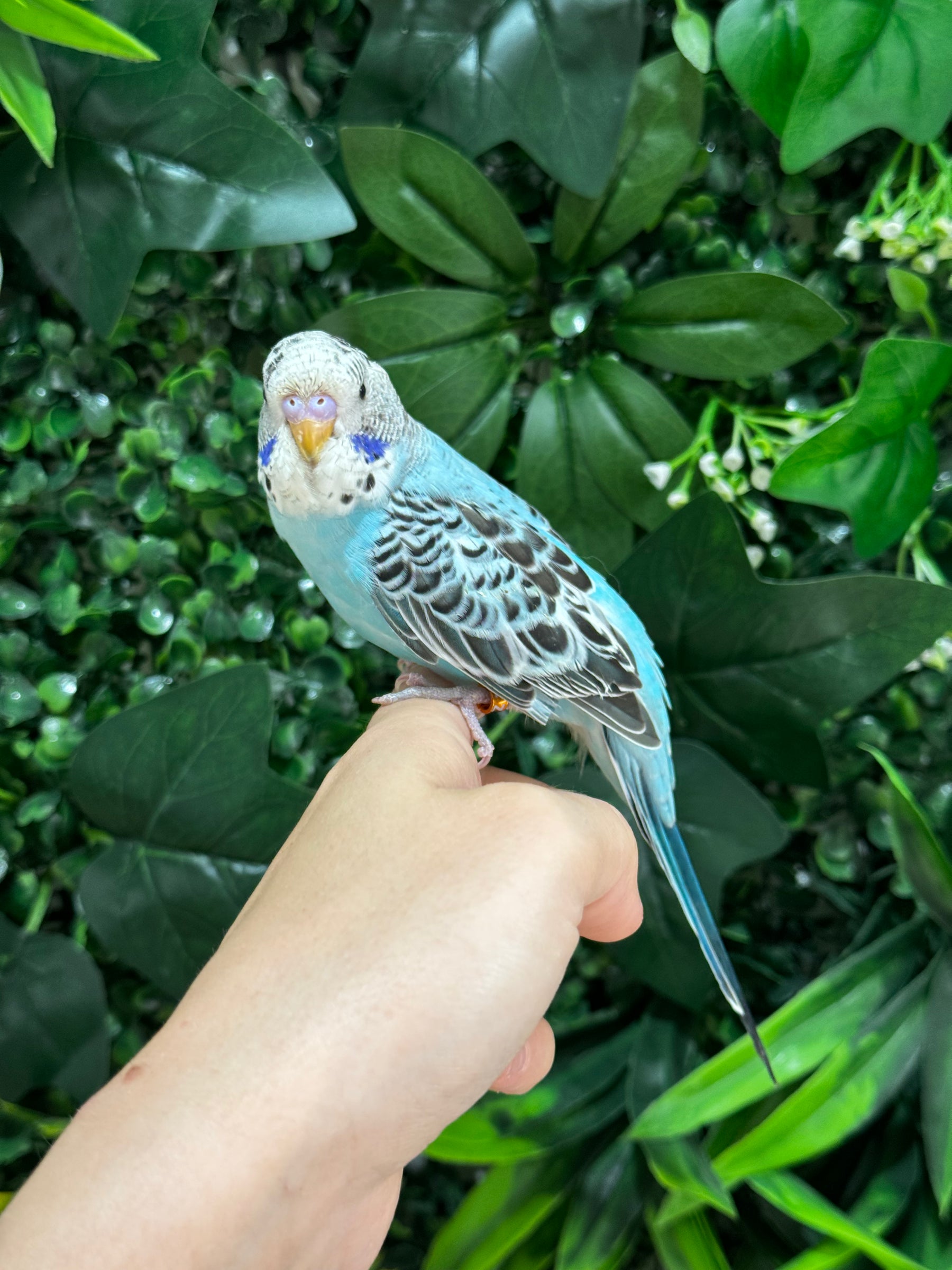 Handraised Budgie