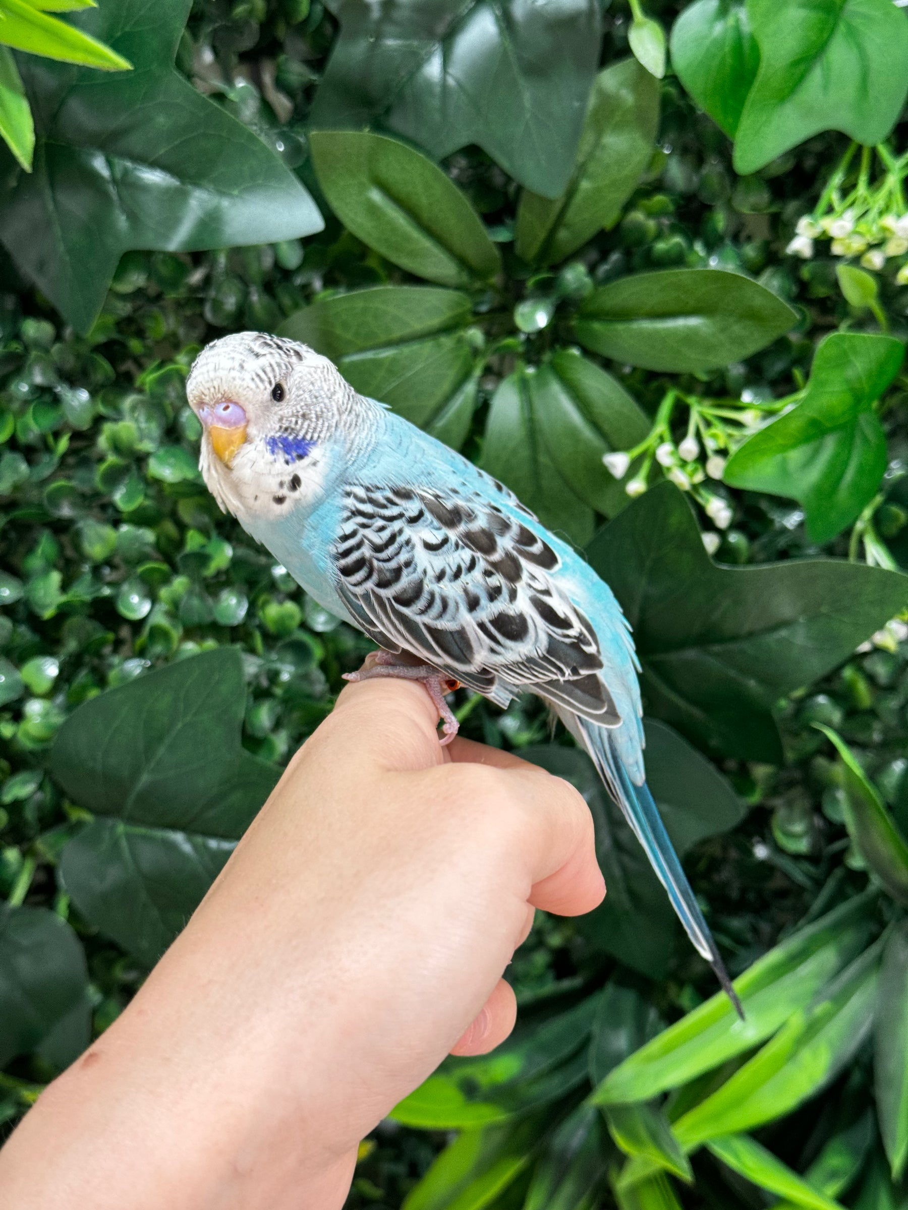 Handraised Budgie