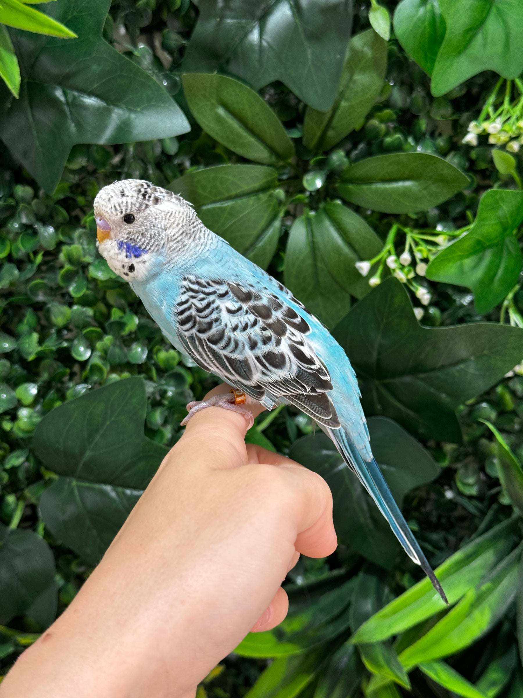Handraised Budgie