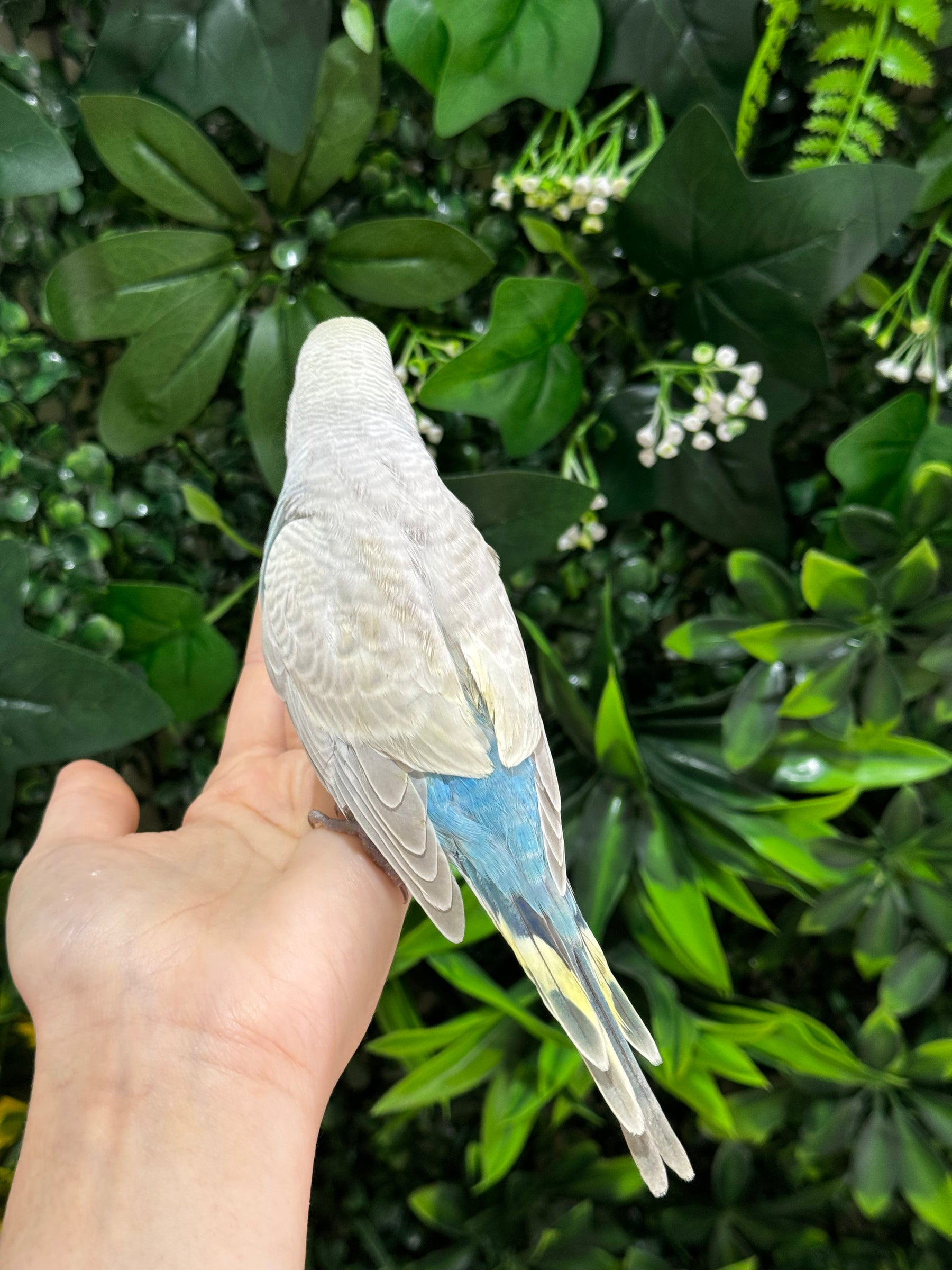 Handraised Budgie