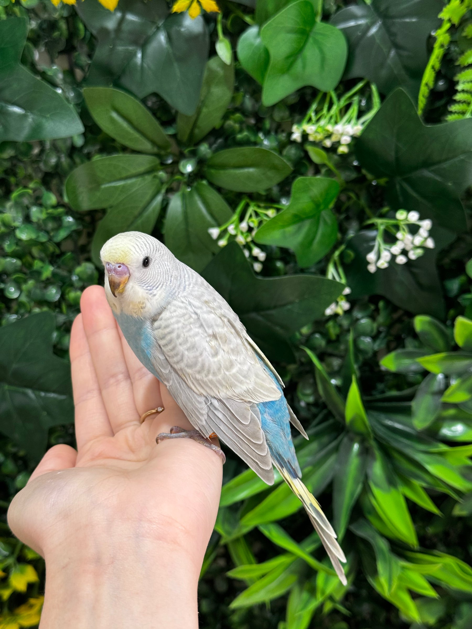 Handraised Budgie