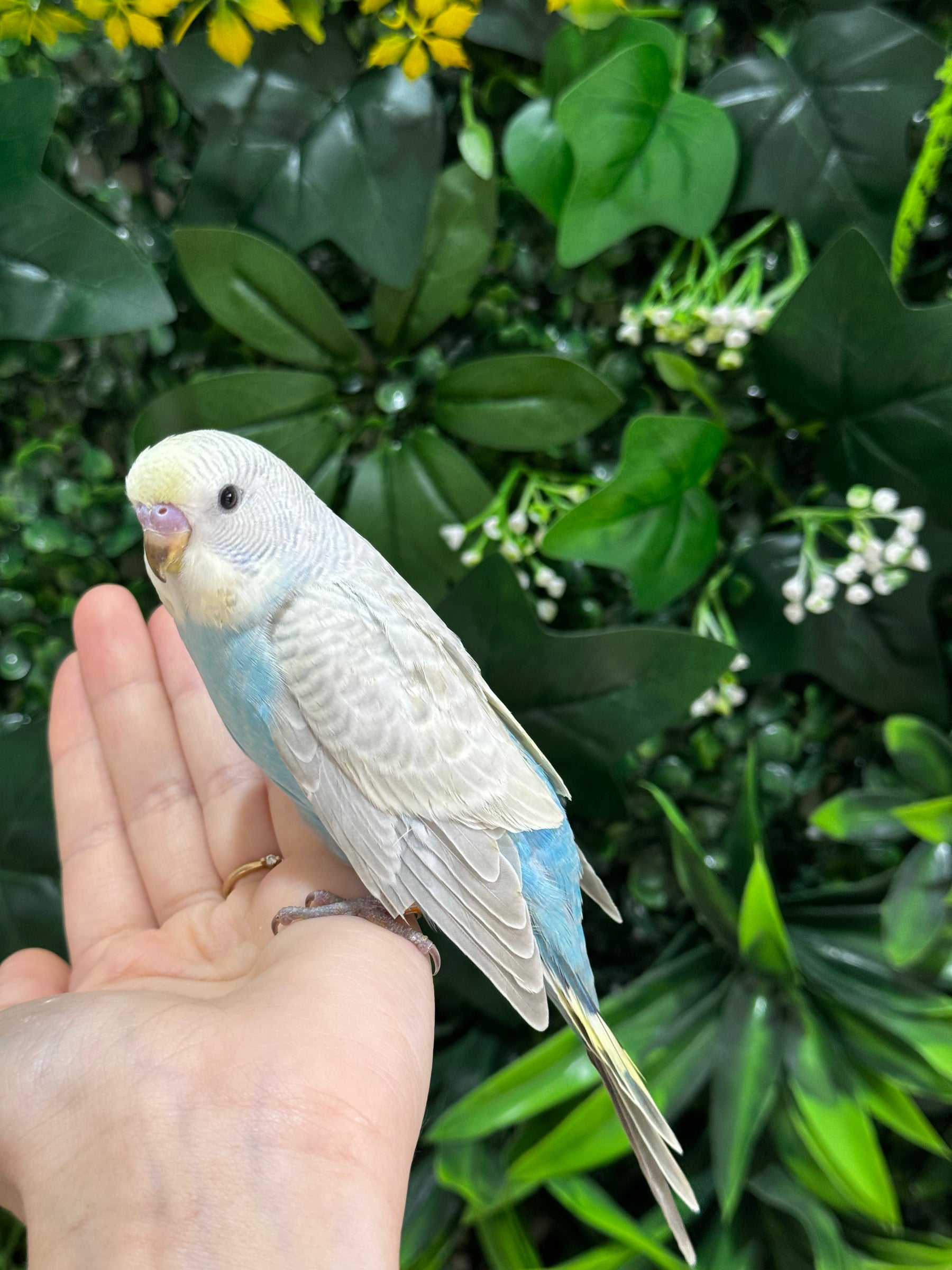 Handraised Budgie