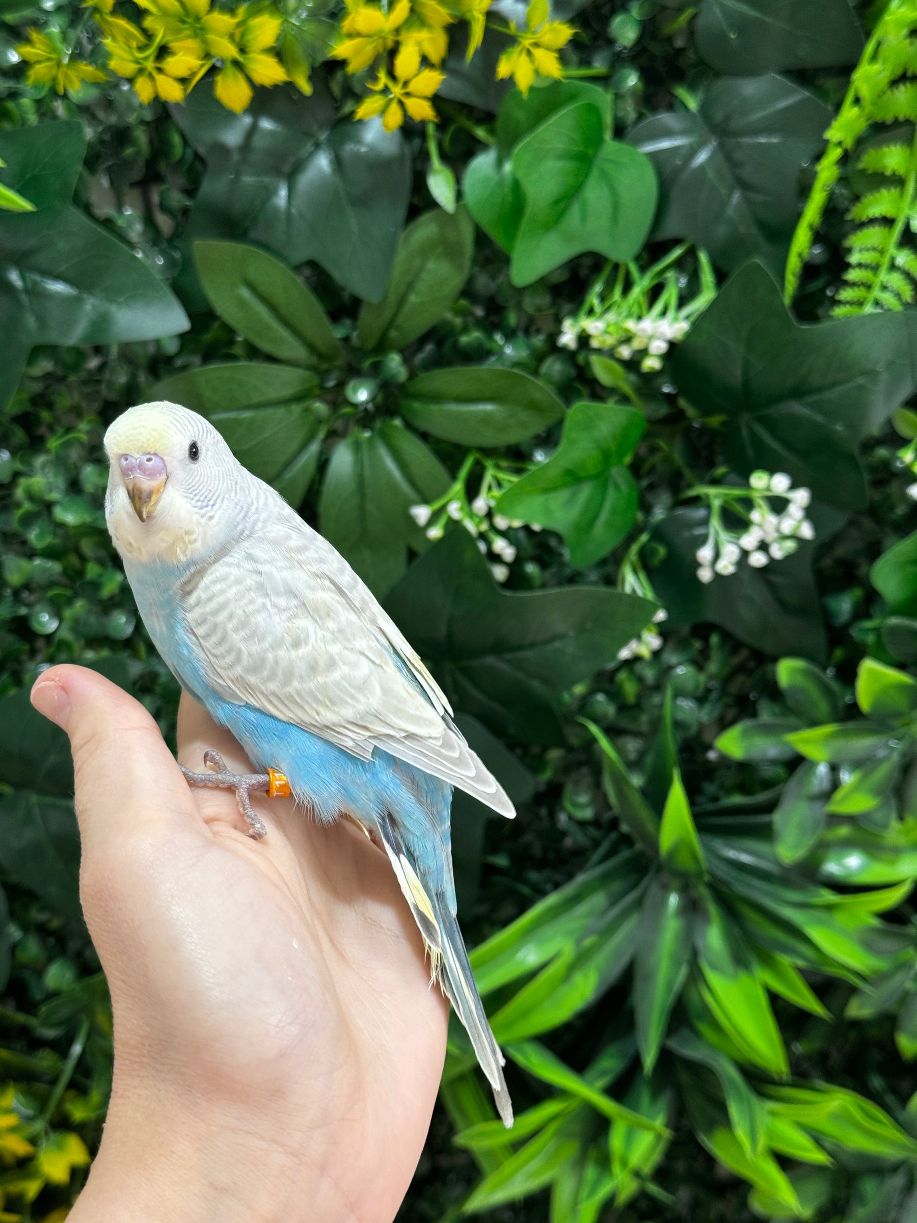 Handraised Budgie