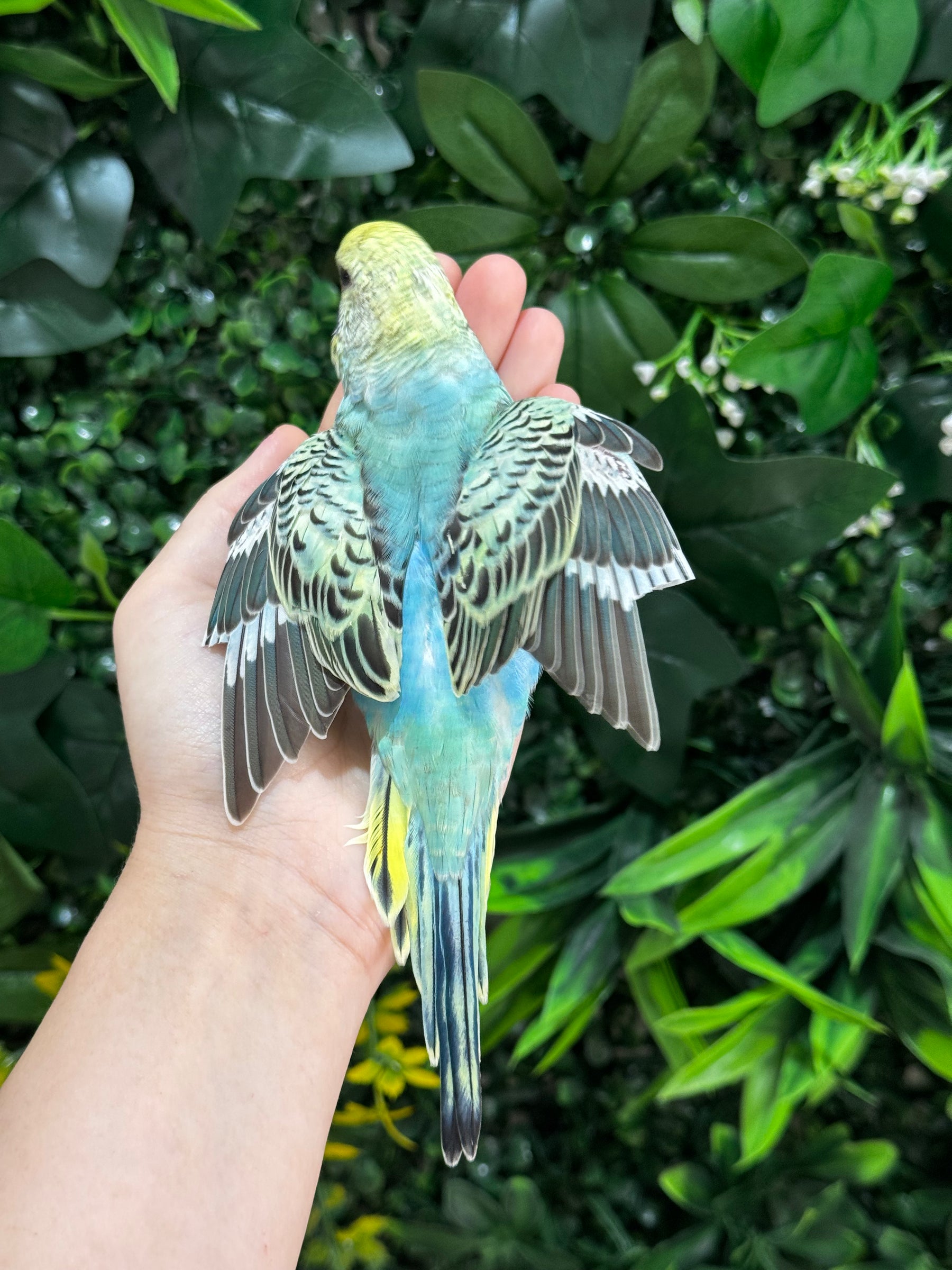 Handraised Budgie