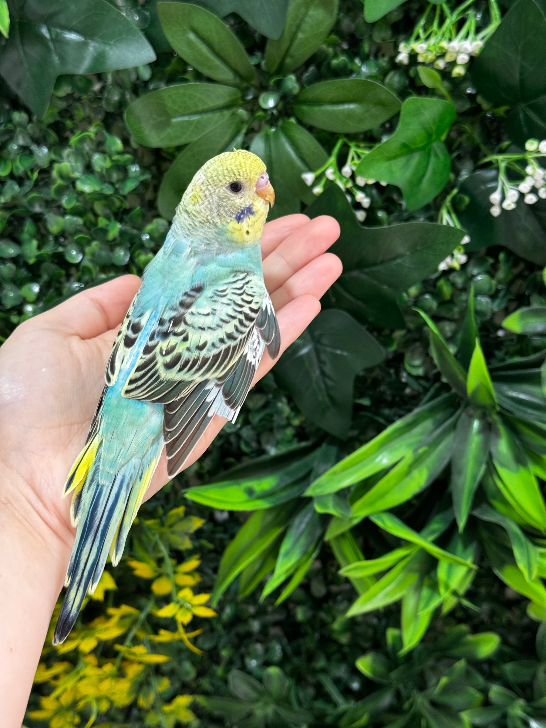 Handraised Budgie