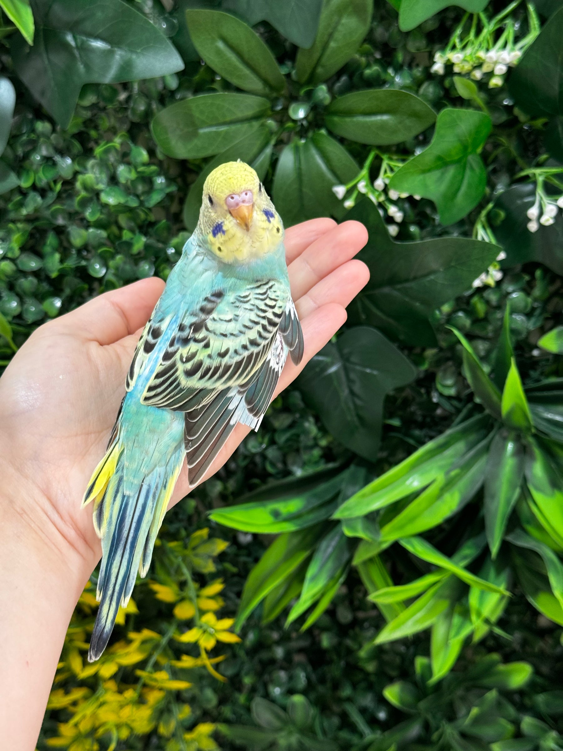 Handraised Budgie