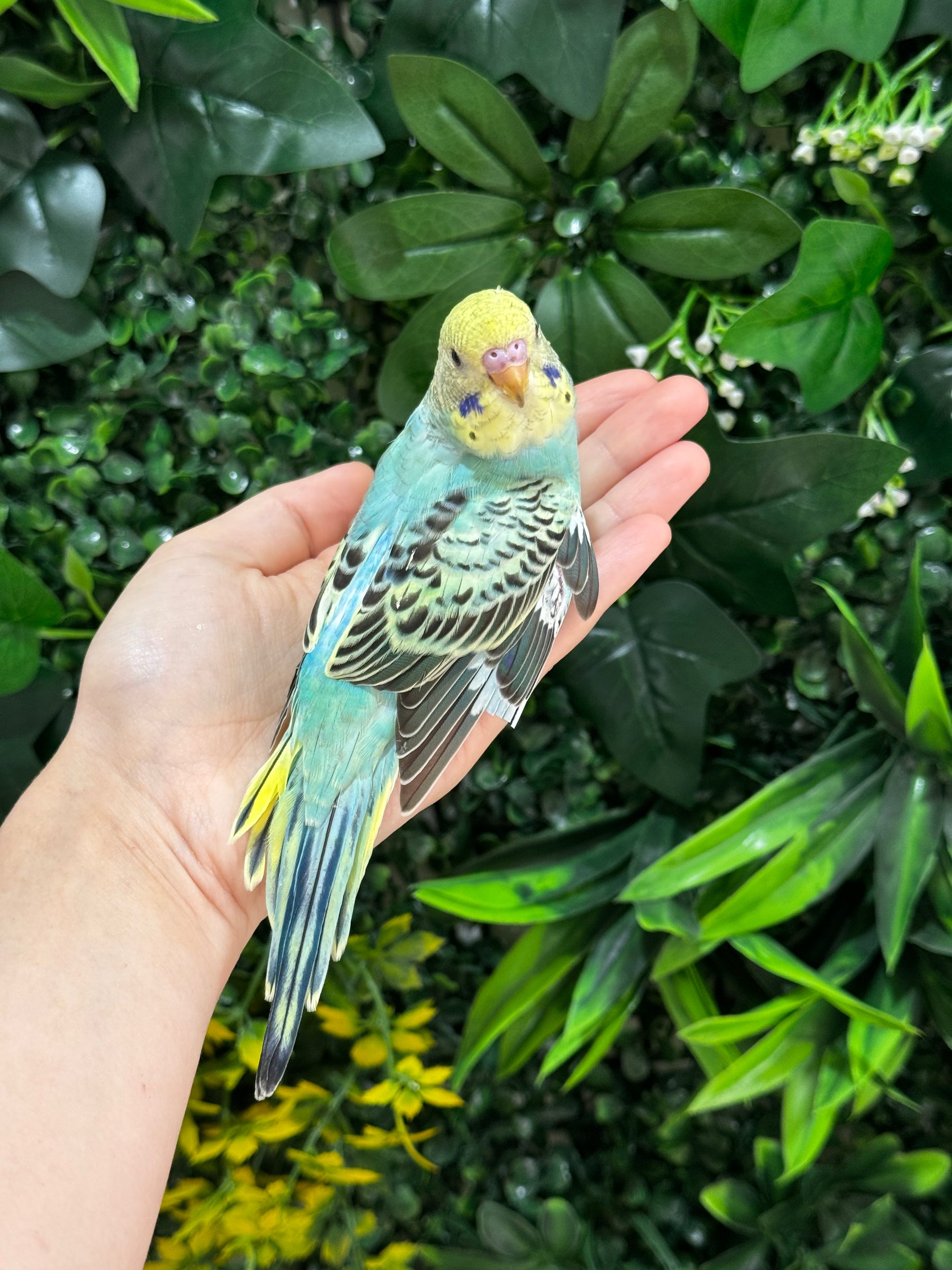 Handraised Budgie