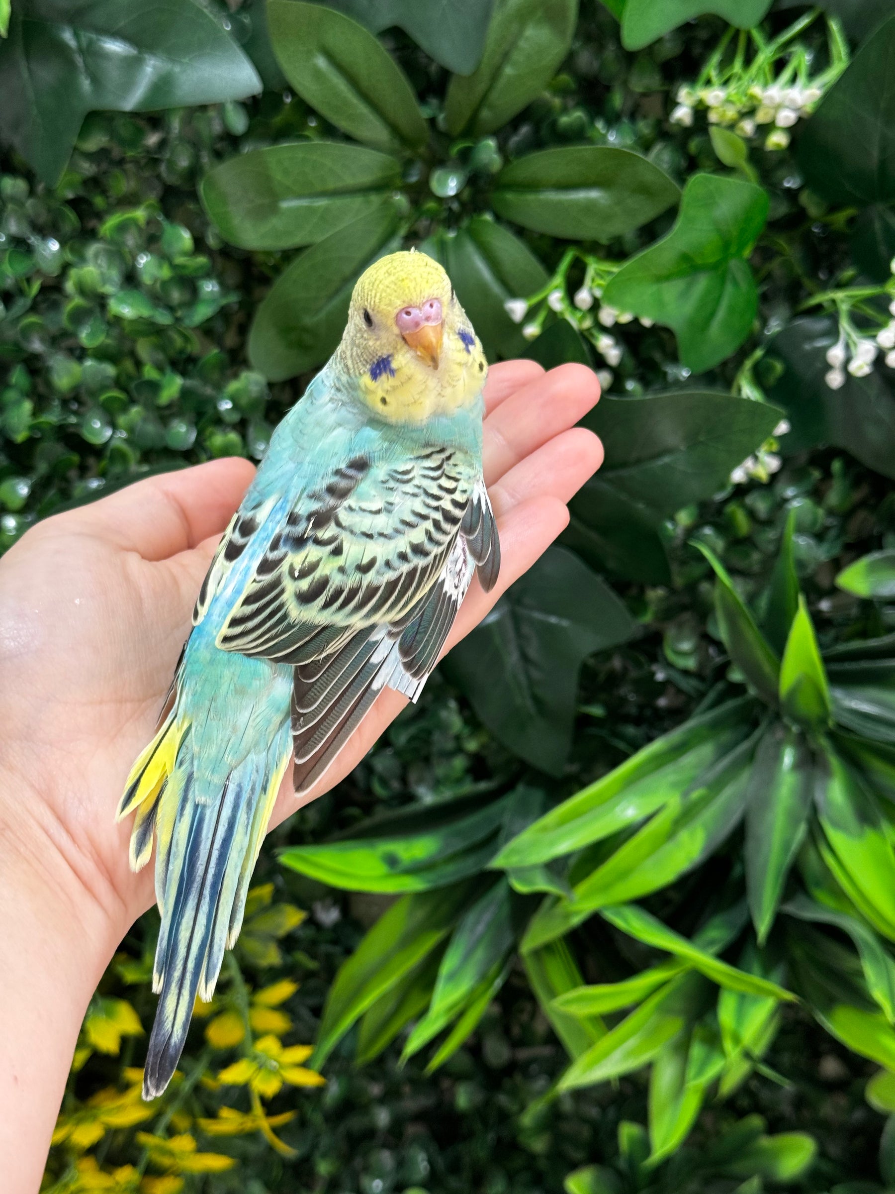Handraised Budgie