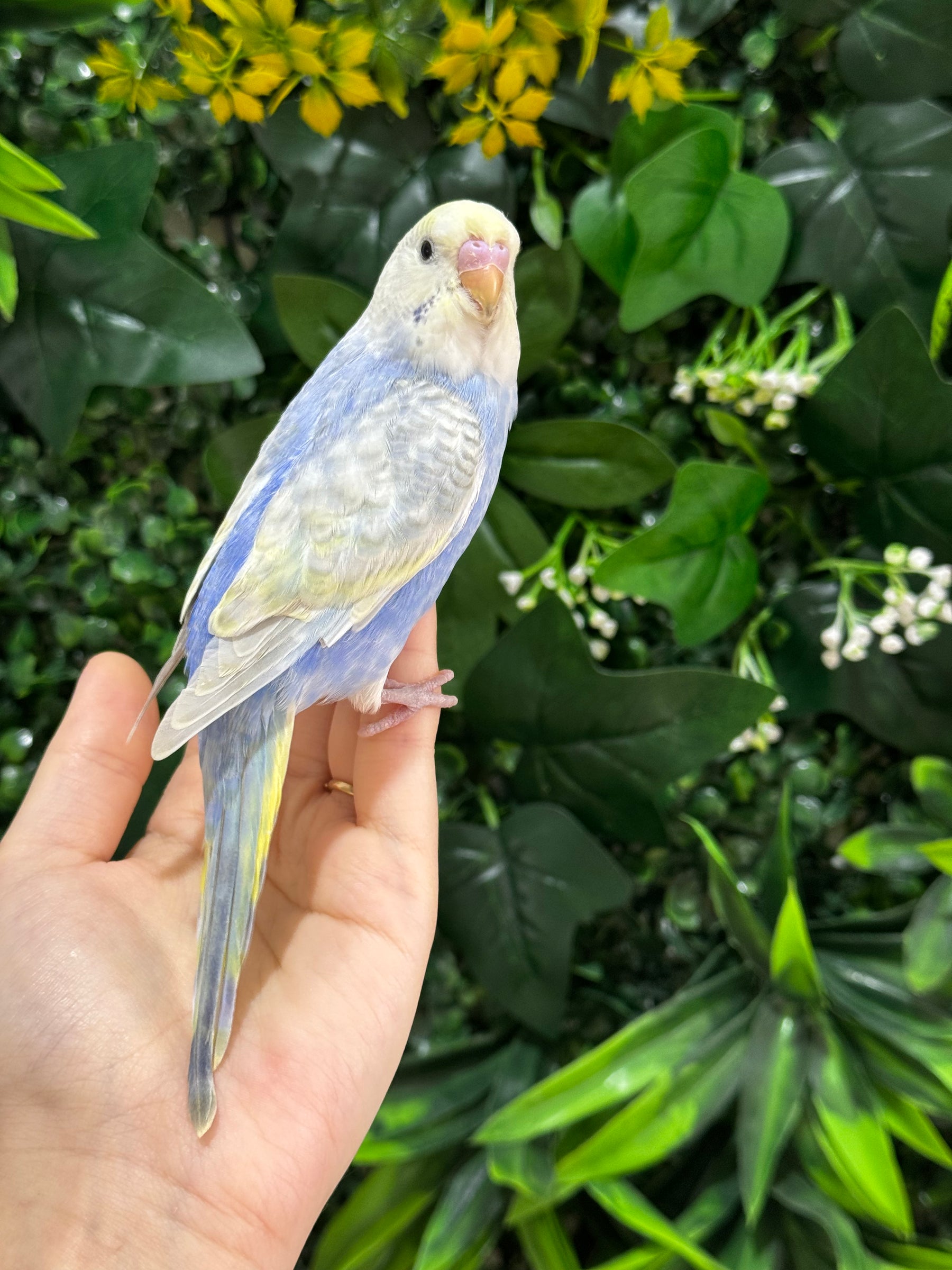 Handraised Budgie