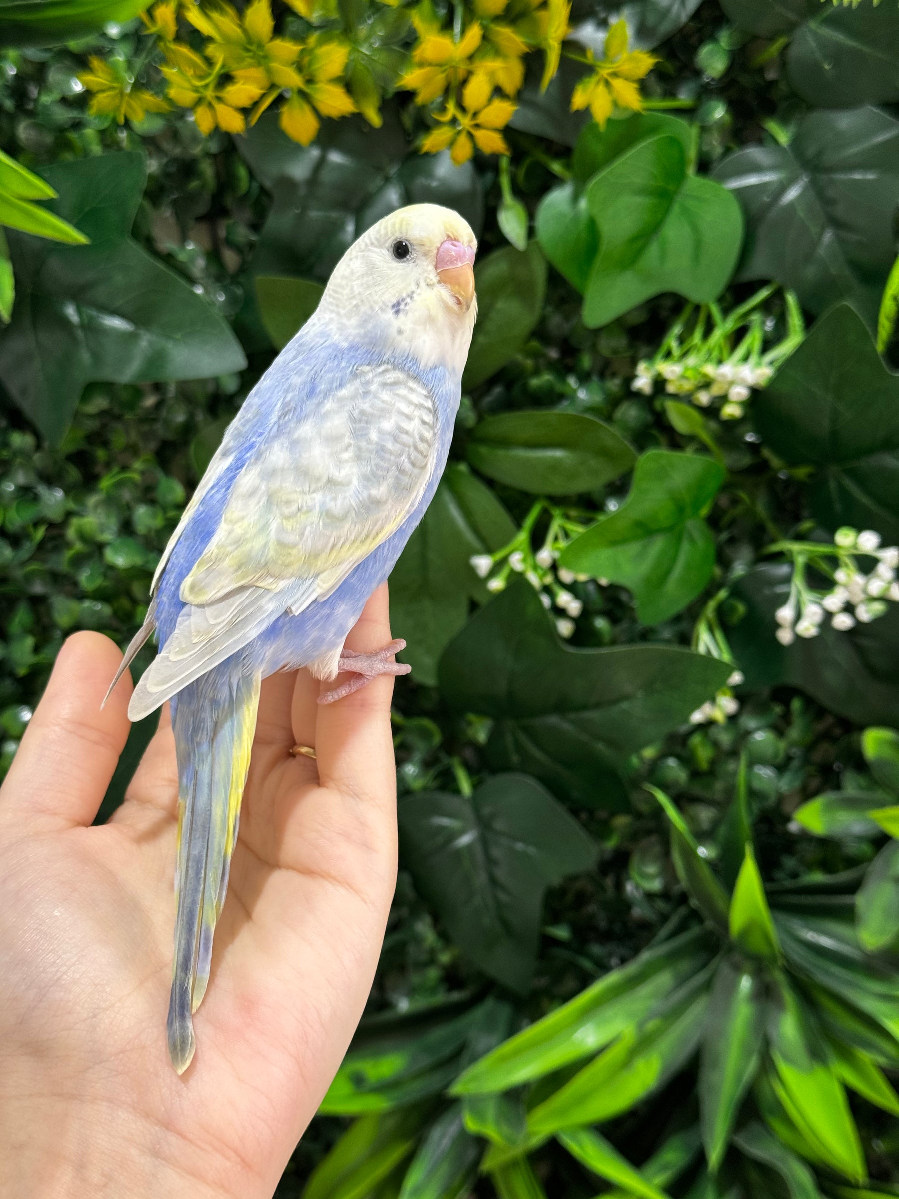 Handraised Budgie