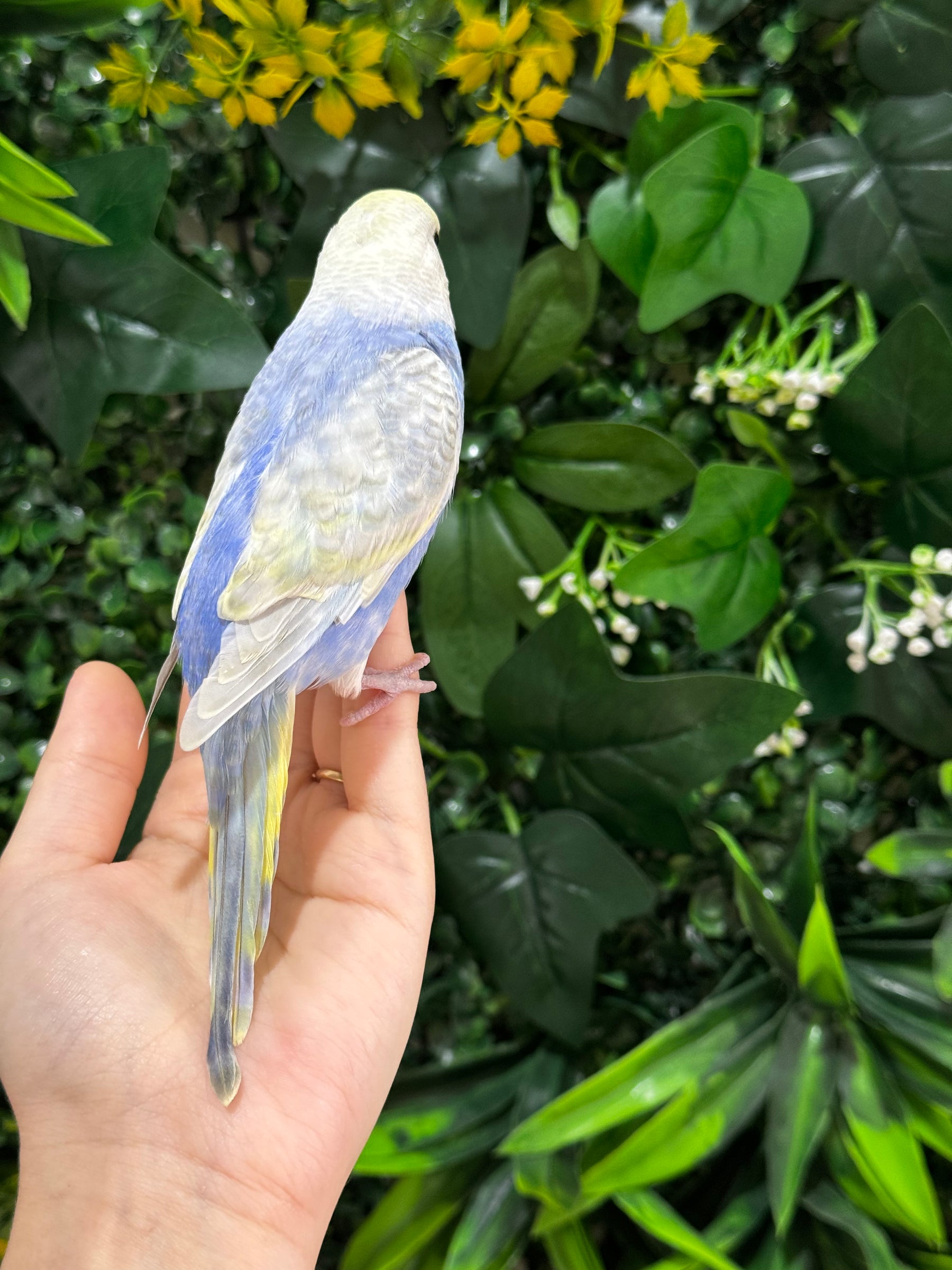 Handraised Budgie