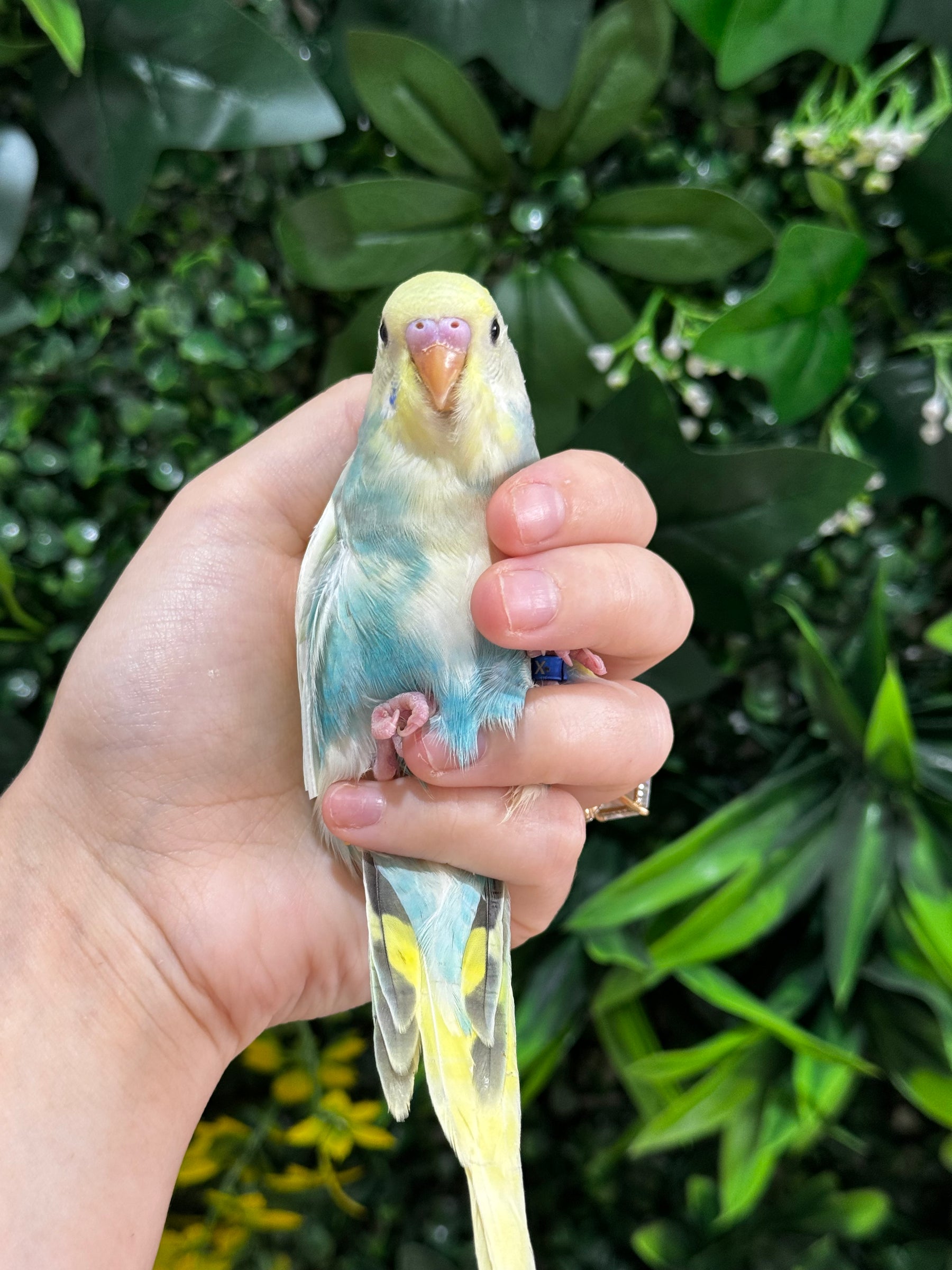 Handraised Budgie