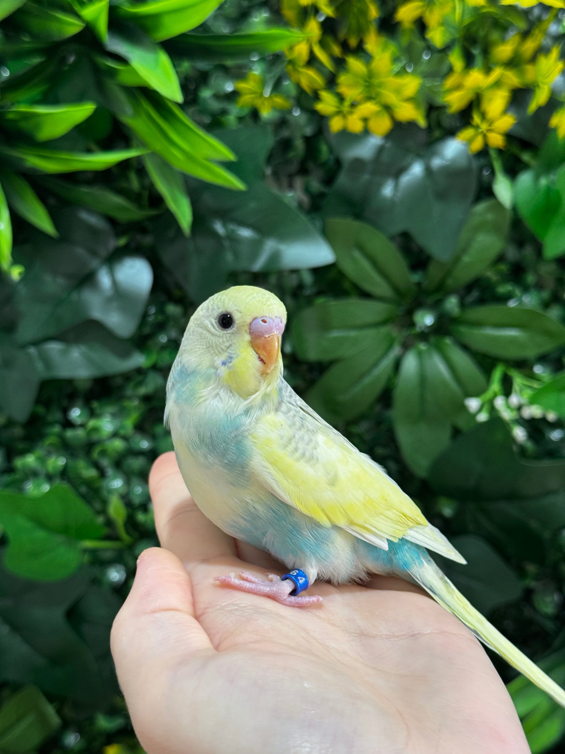 Handraised Budgie