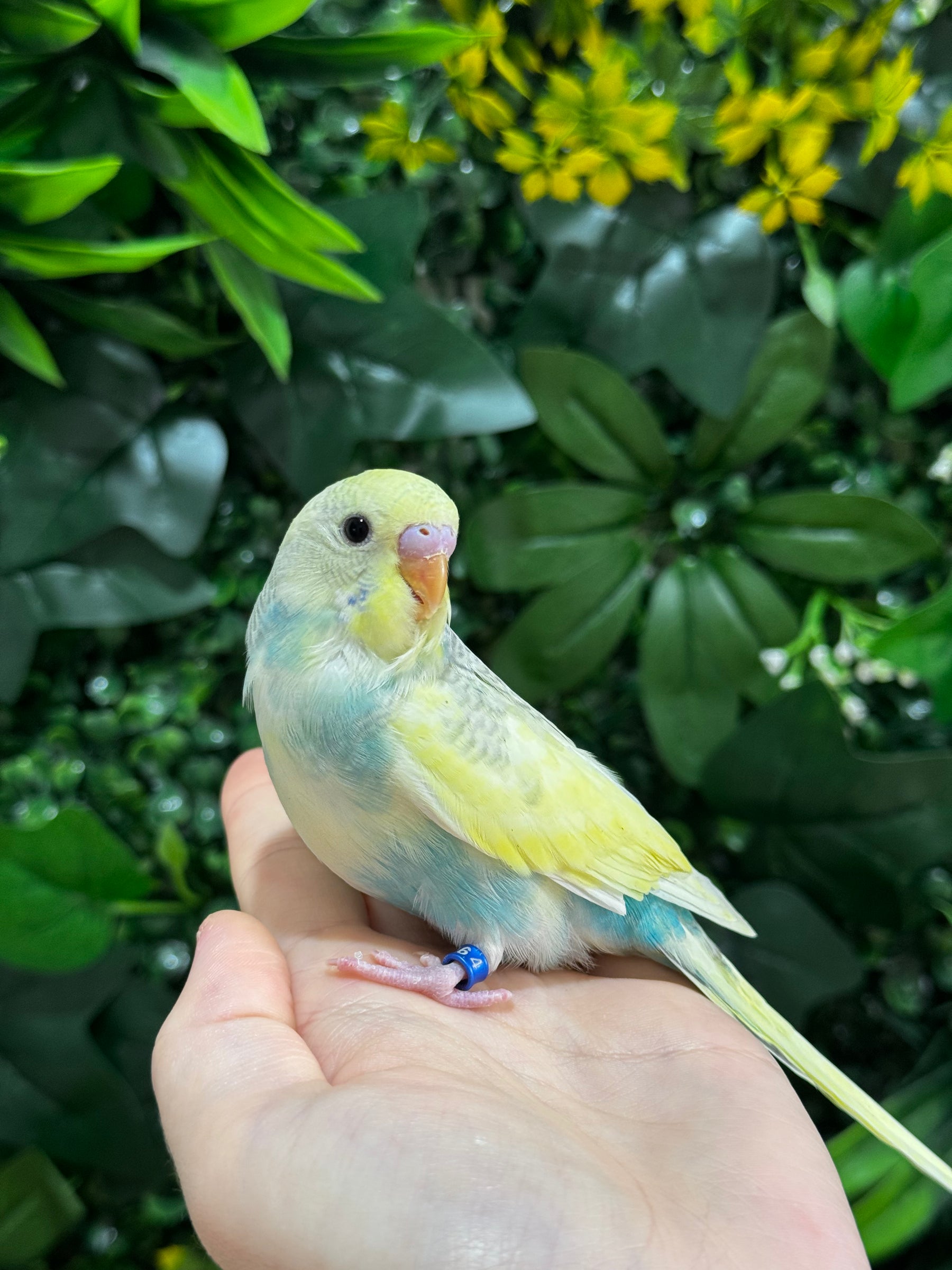 Handraised Budgie