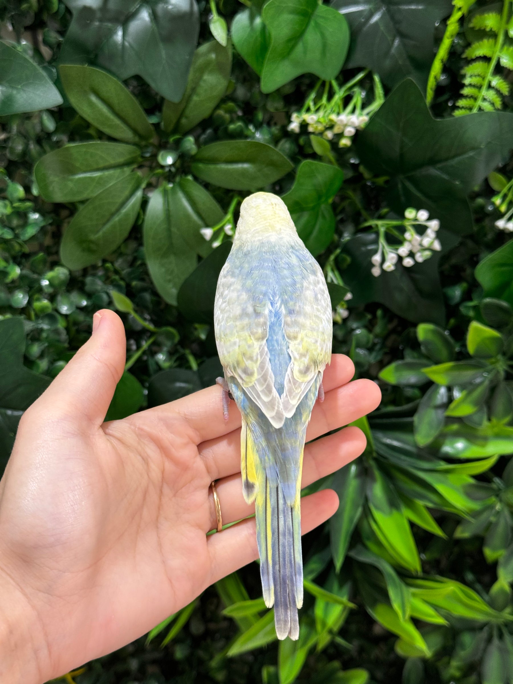 Handraised Budgie