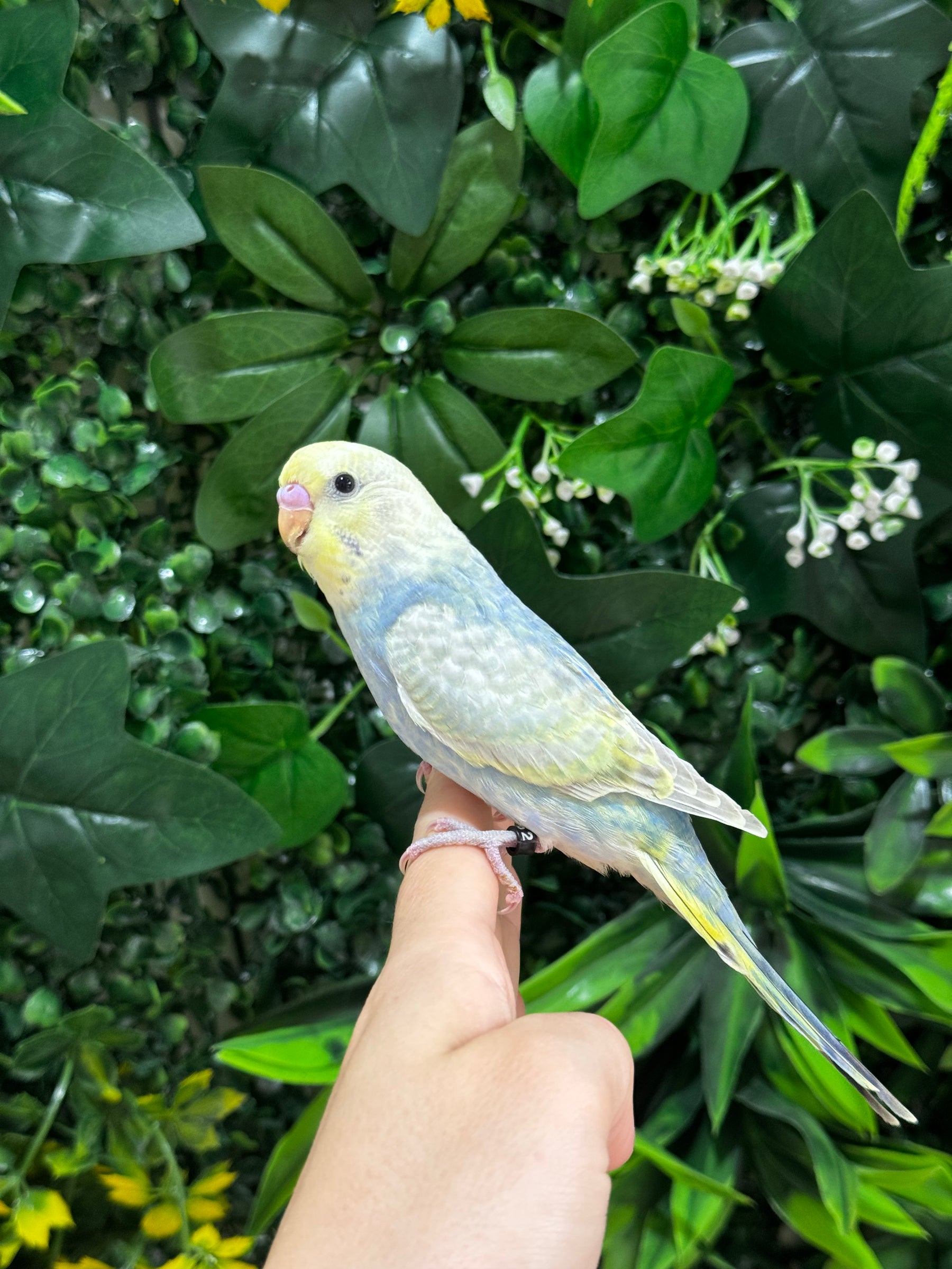 Handraised Budgie