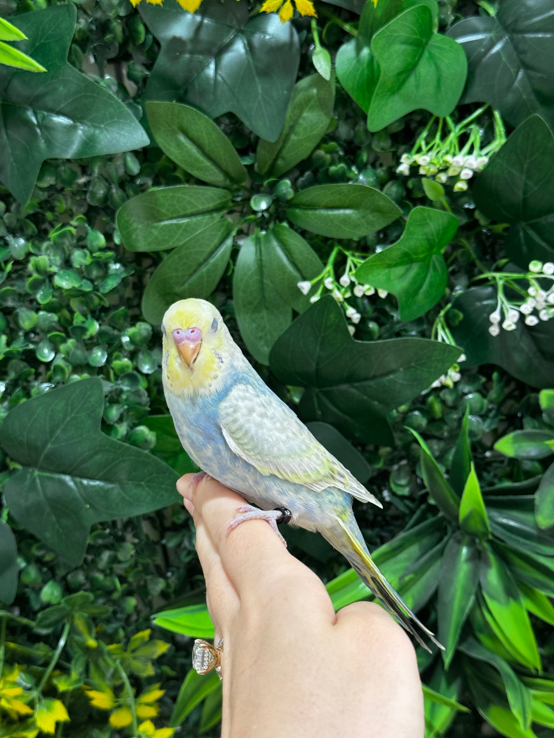 Handraised Budgie