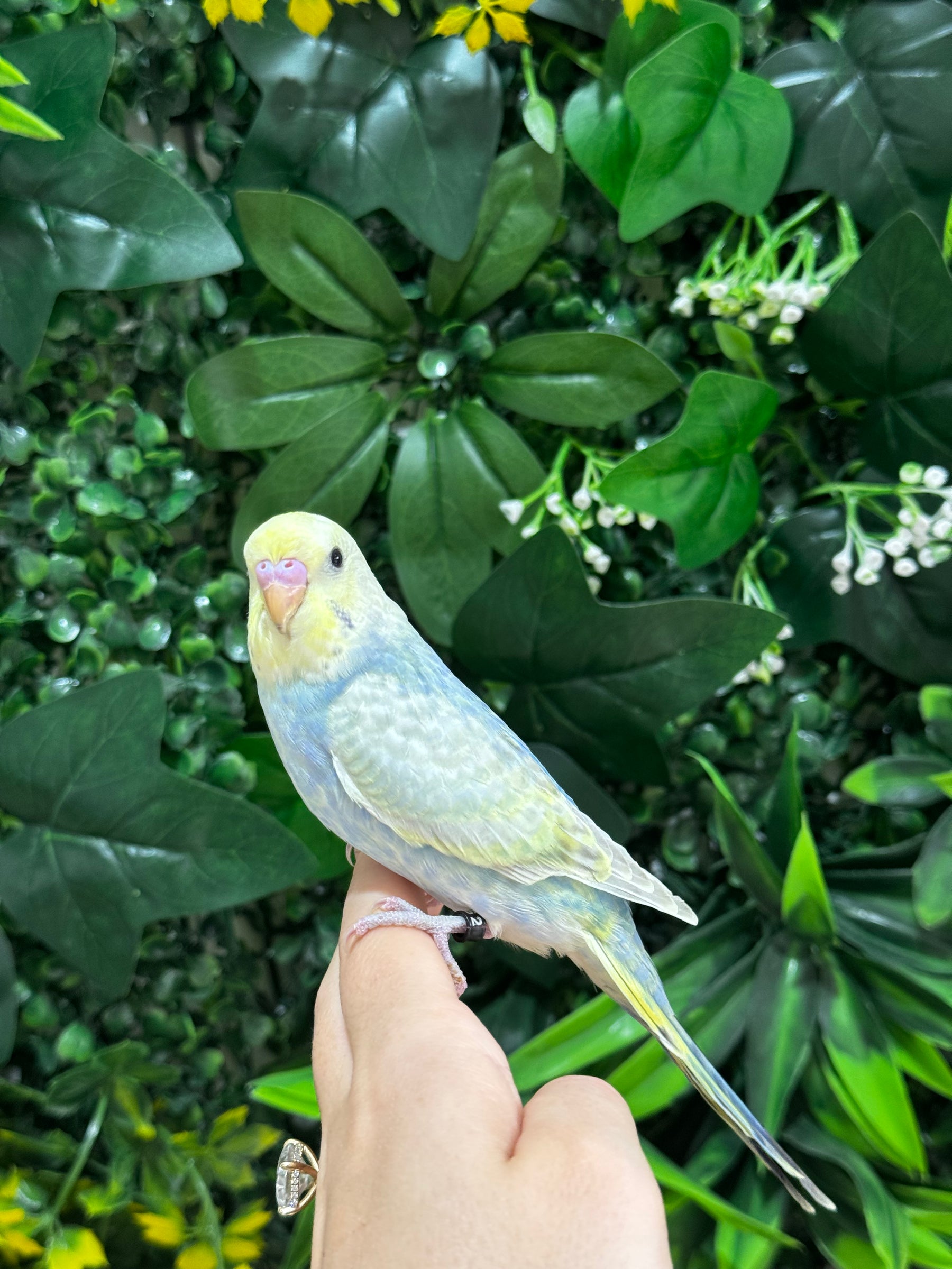 Handraised Budgie