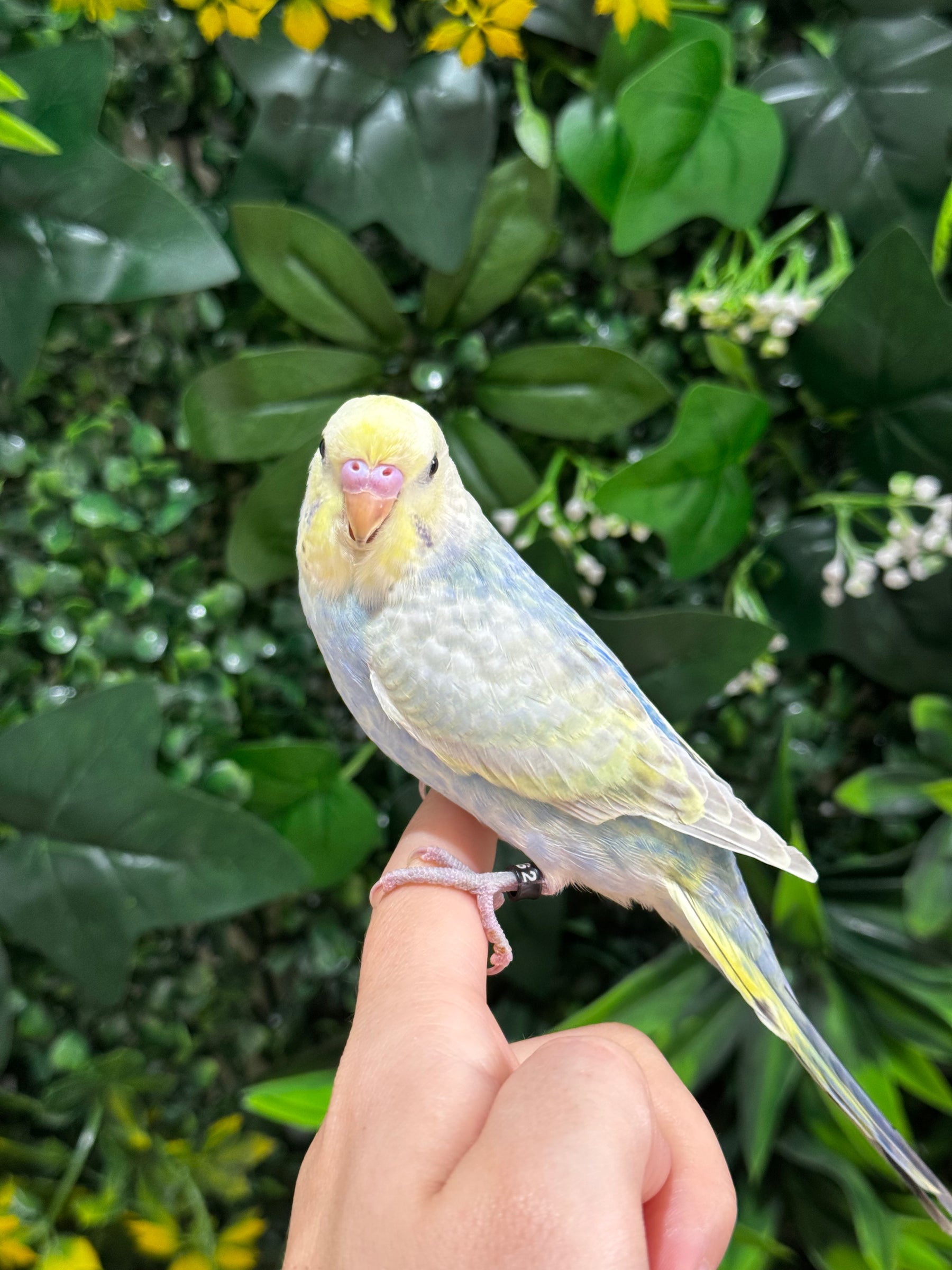 Handraised Budgie