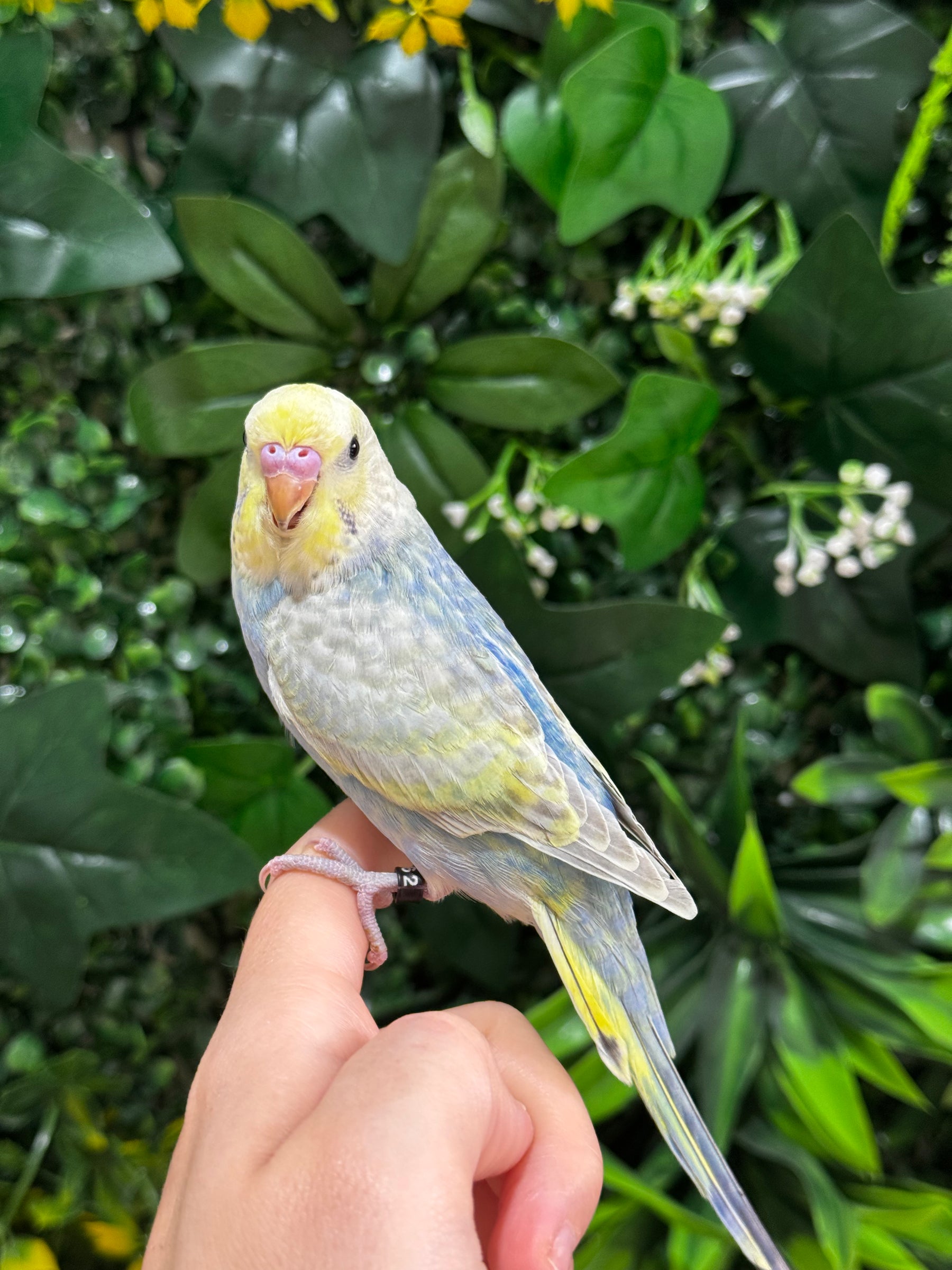 Handraised Budgie