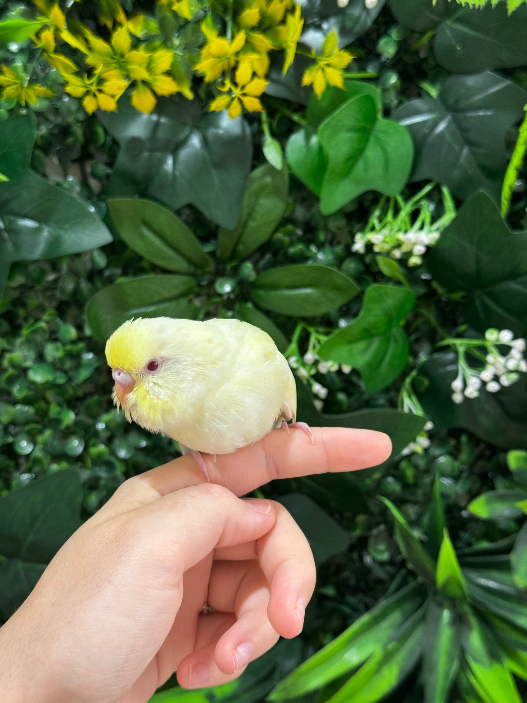 Handraised Budgie