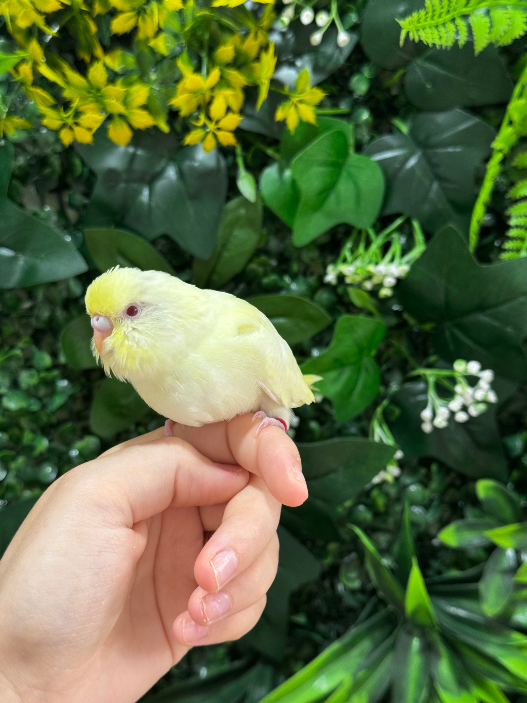 Handraised Budgie