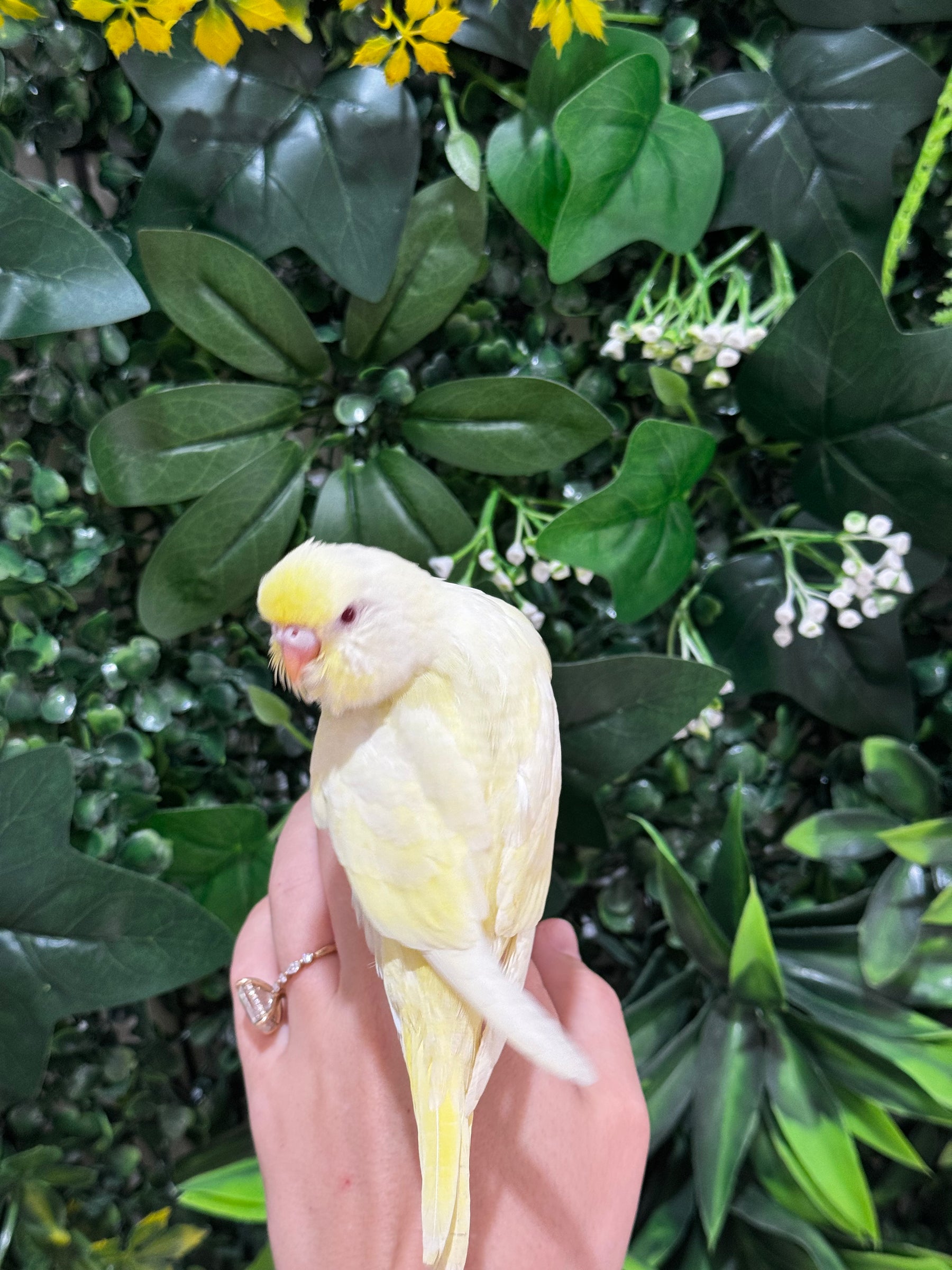 Handraised Budgie